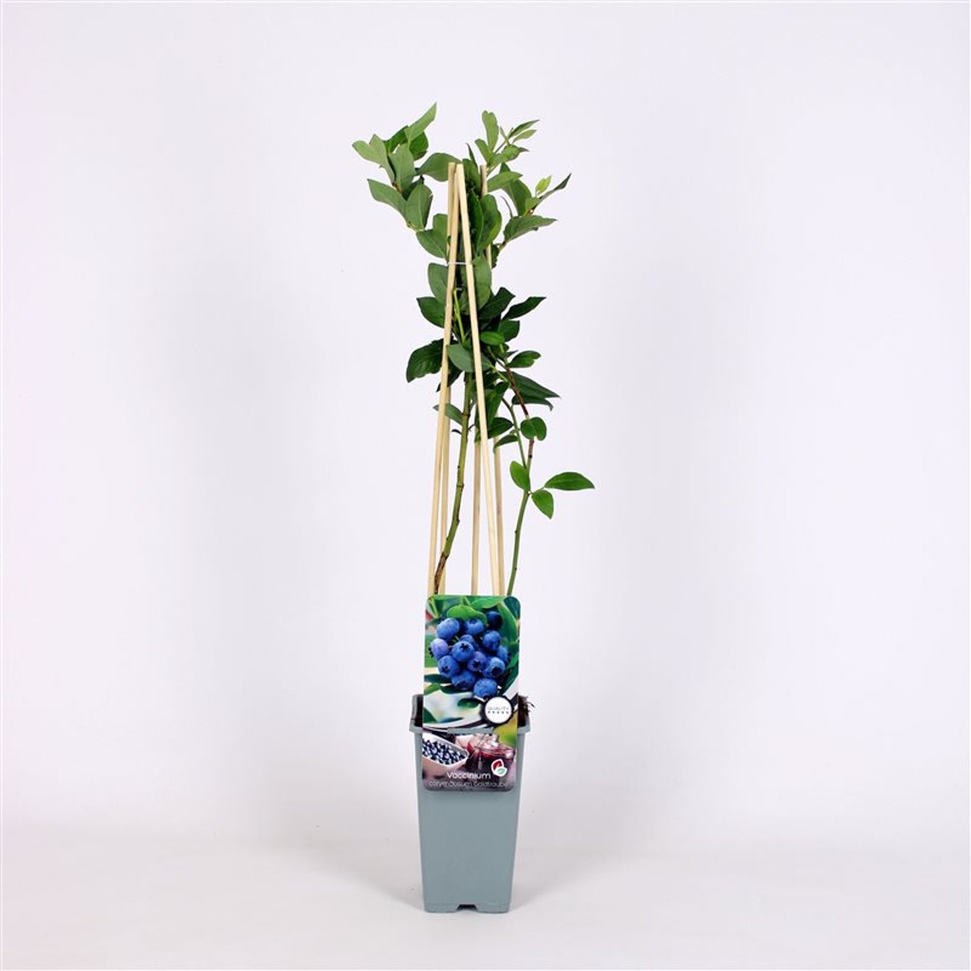 Trädgårdsblåbär – Vaccinium corymbosum 'Goldtraube 23' - C2 70/+ CM