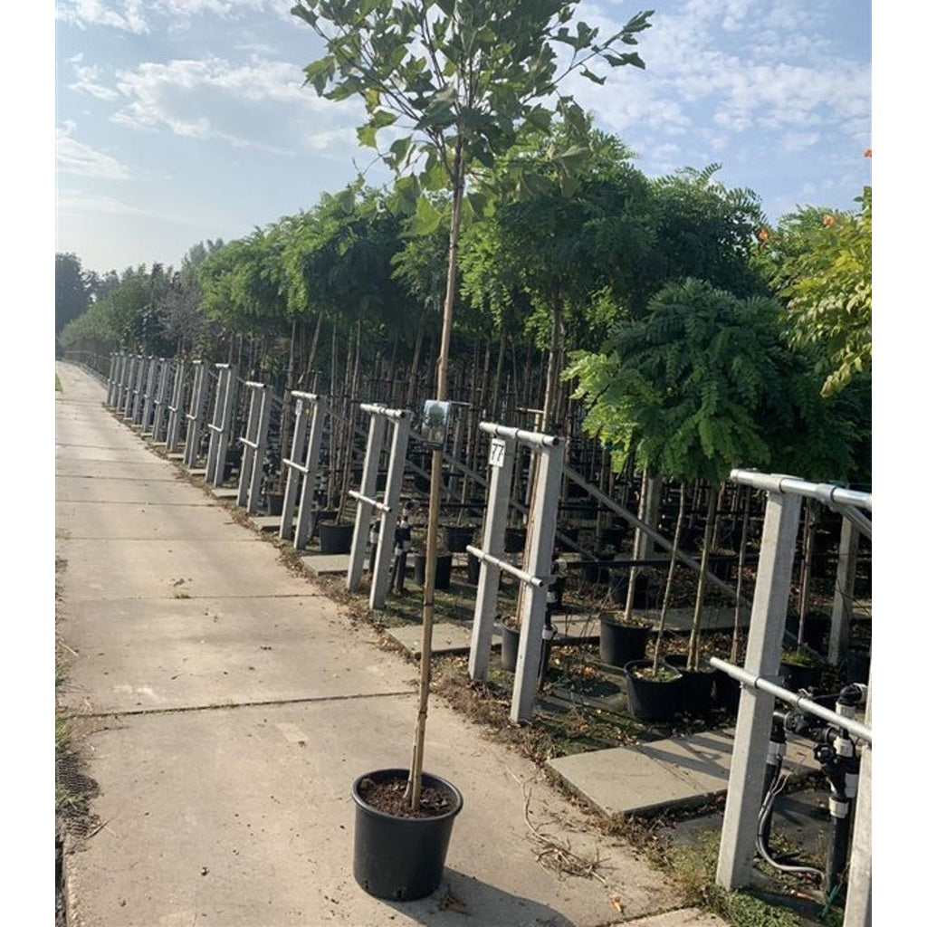 Sykomorlönn – Platanus hispanica 'Alphen's Globe' - C20 6/8 220 CM Stem