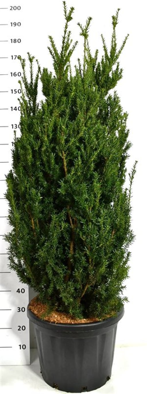 Hybrididegran – Taxus media 'Hillii' - C45 125-150 cm.