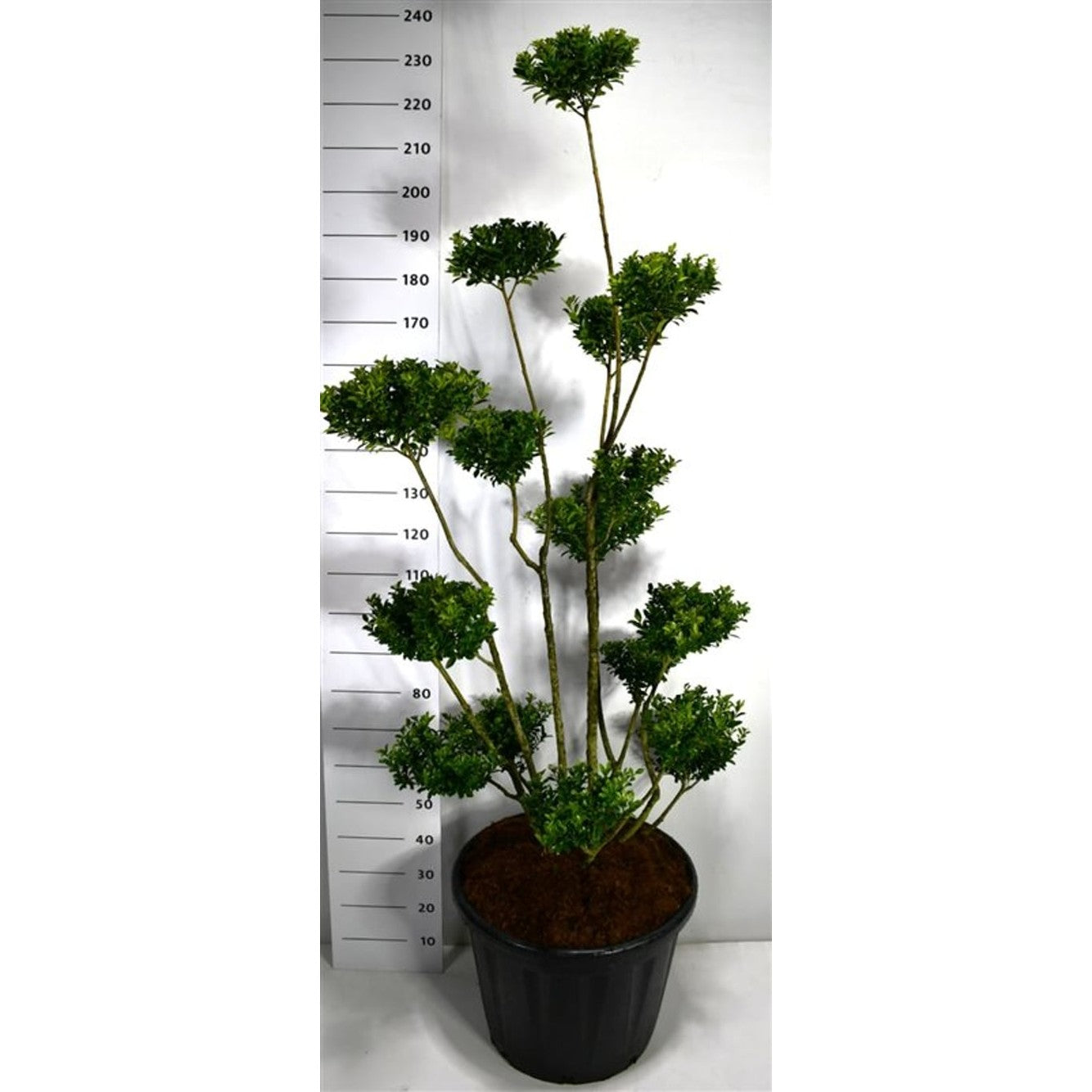 Ilex maximowicziana kanehirae - C80 150-175 cm. Bonsai