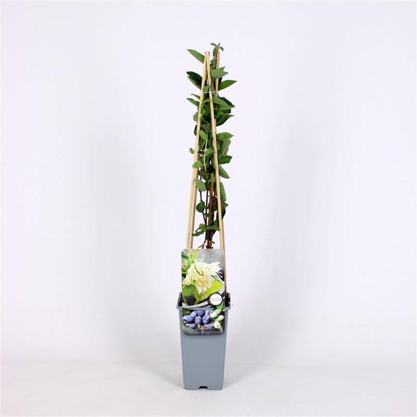 Kaprifol – Lonicera caerulea kamtschatica - C2 70/+ CM