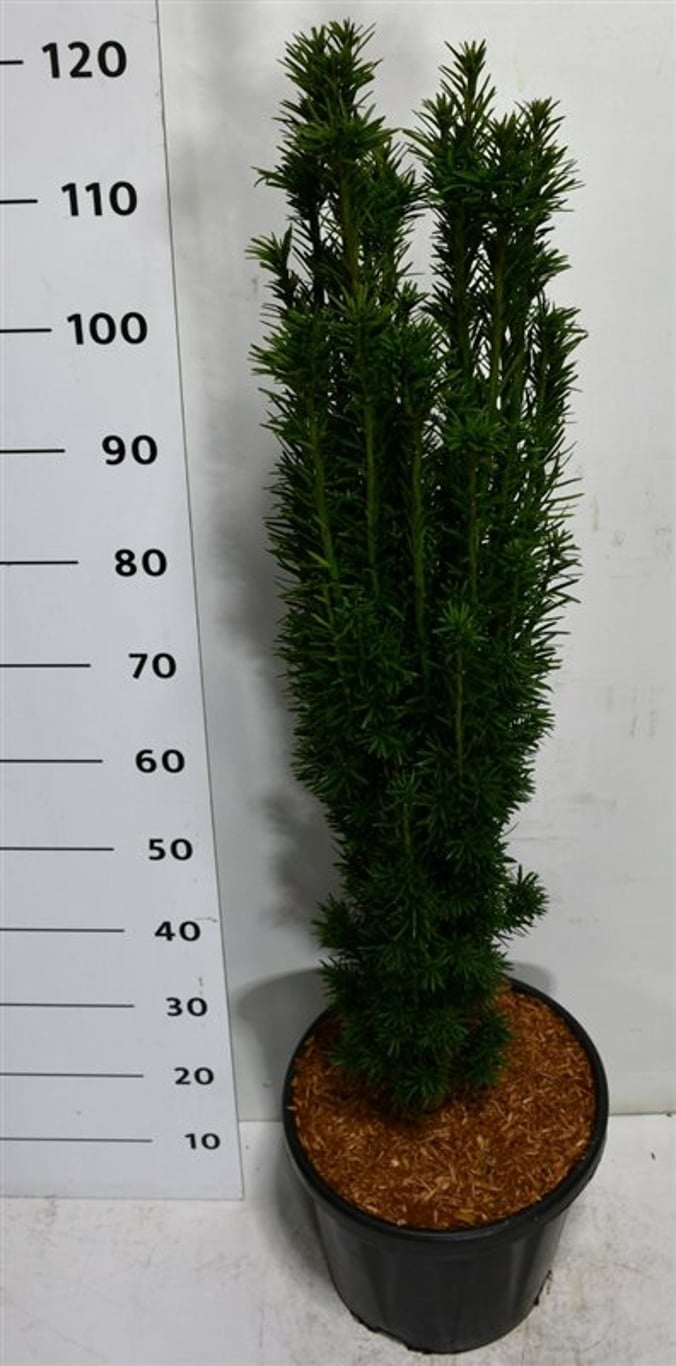 Idegran – Taxus baccata 'Fastigiata Robusta' - C18 100-125 cm.