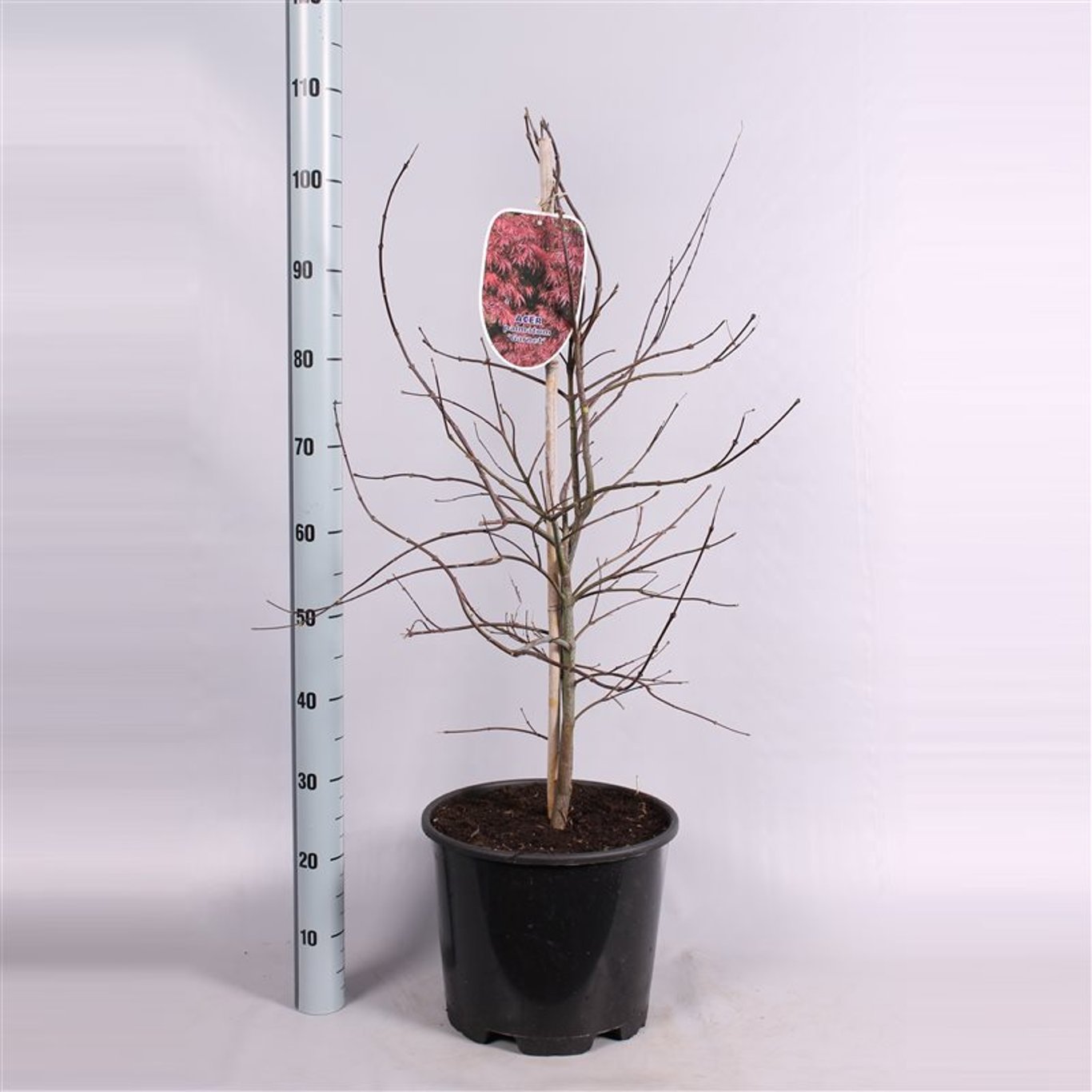 Japansk lönn – Acer pal. 'Garnet' - C15 60-70 CM