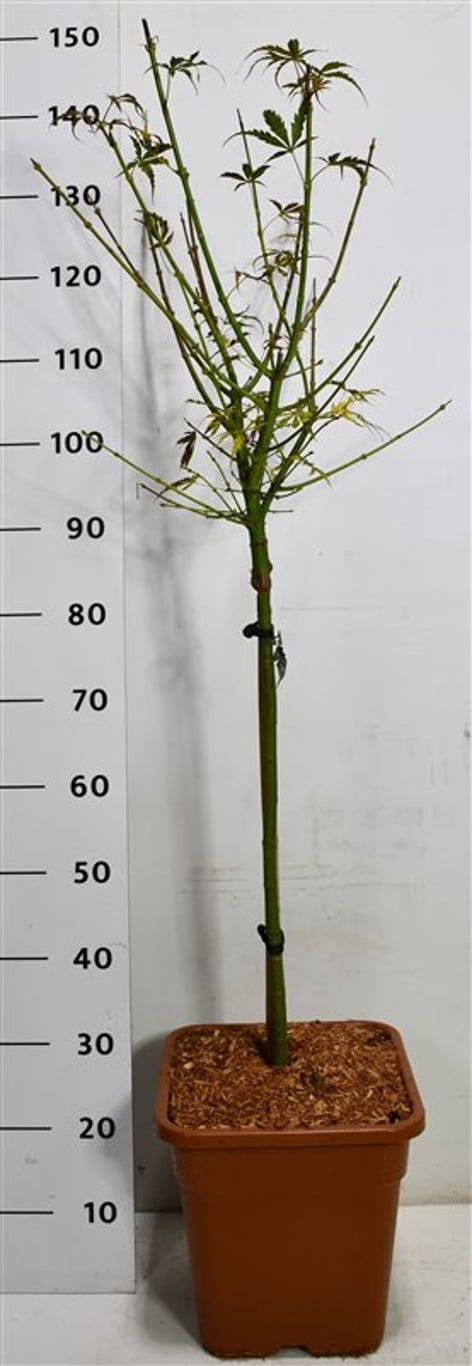 Japansk lönn – Acer palmatum &