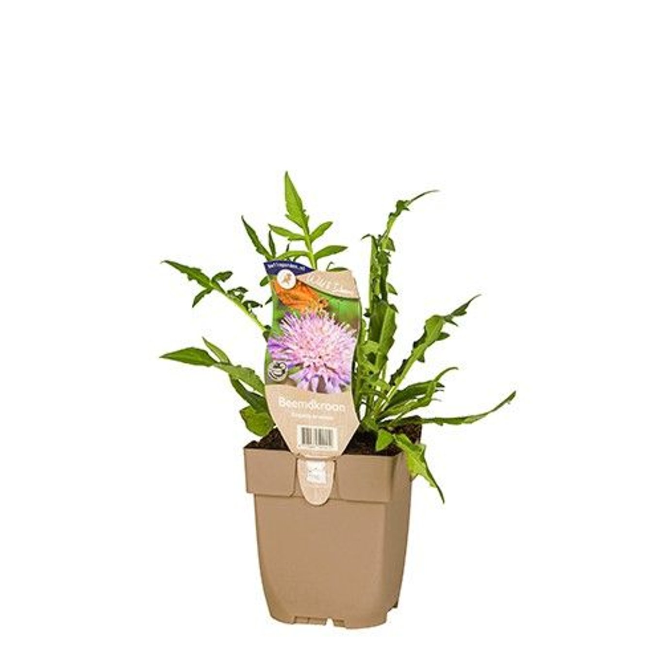 Åkervädd – Knautia arvensis - P11