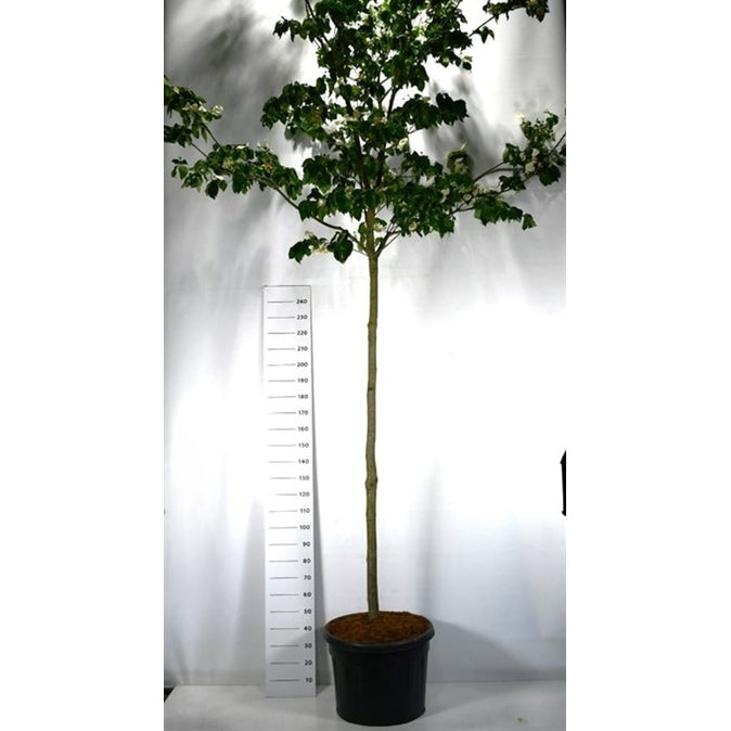 Storblommig kornell – Cornus 'Venus' - C110 220 cm. Stam