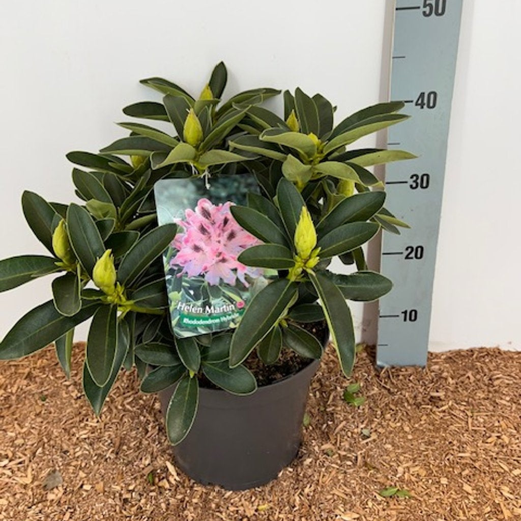 Rhododendron – Rhododendron 'Helen Martin' - C5 30-40 CM