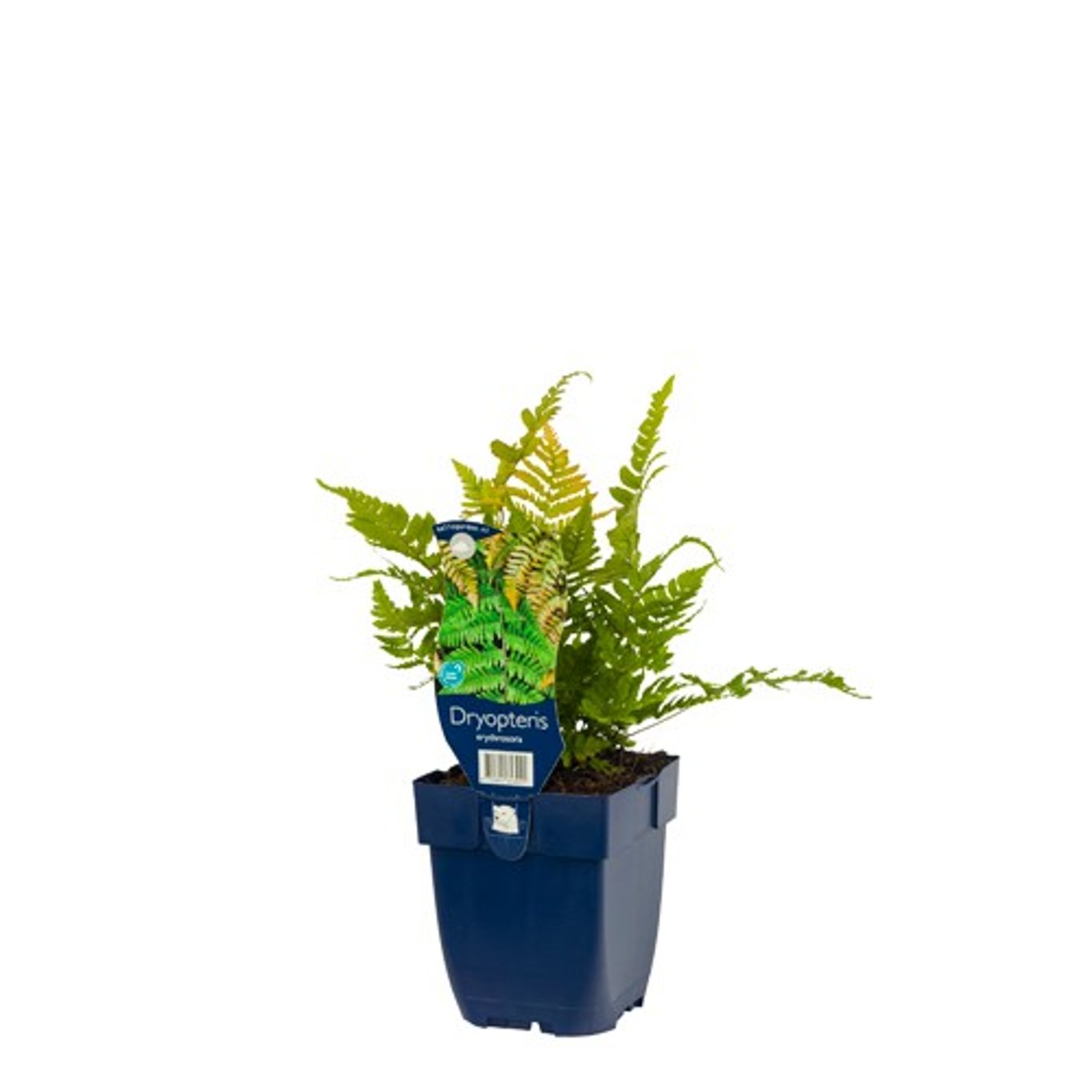 Kopparbräken – Dryopteris erythrosora - P11