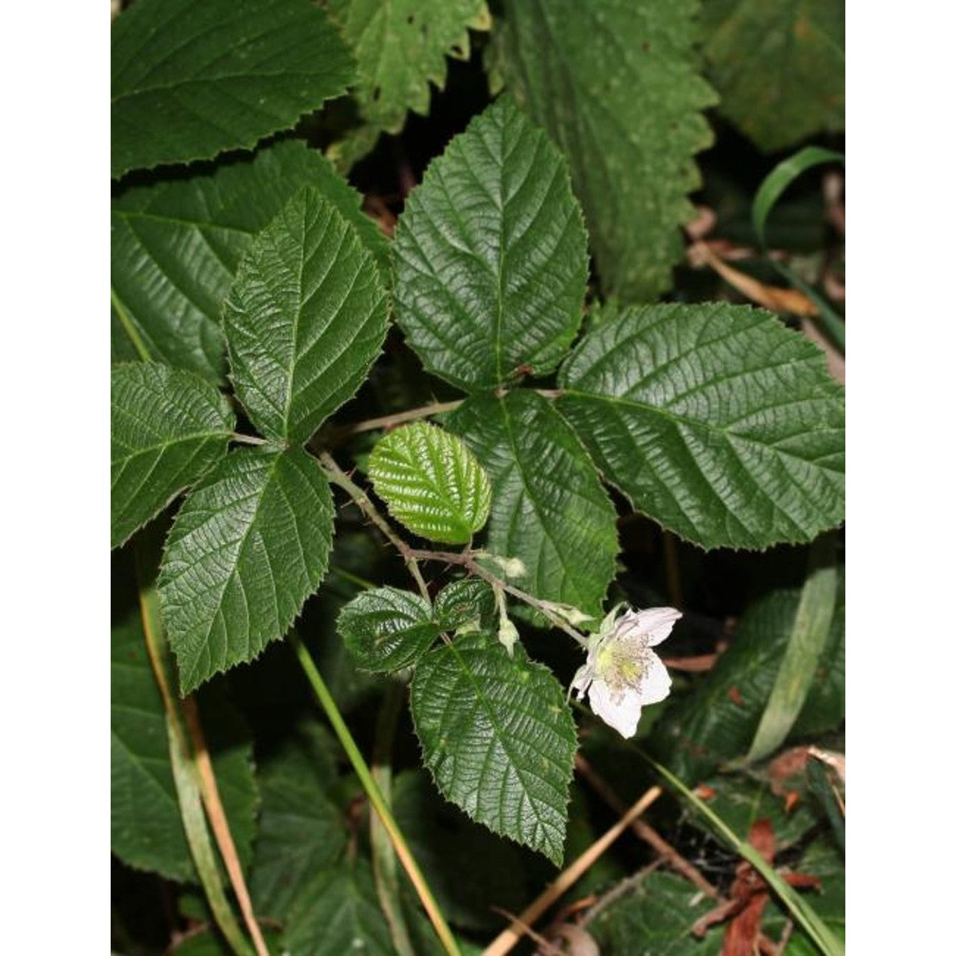 Björnbär – Rubus fruticosus - 40-60 CM bare root 1/1