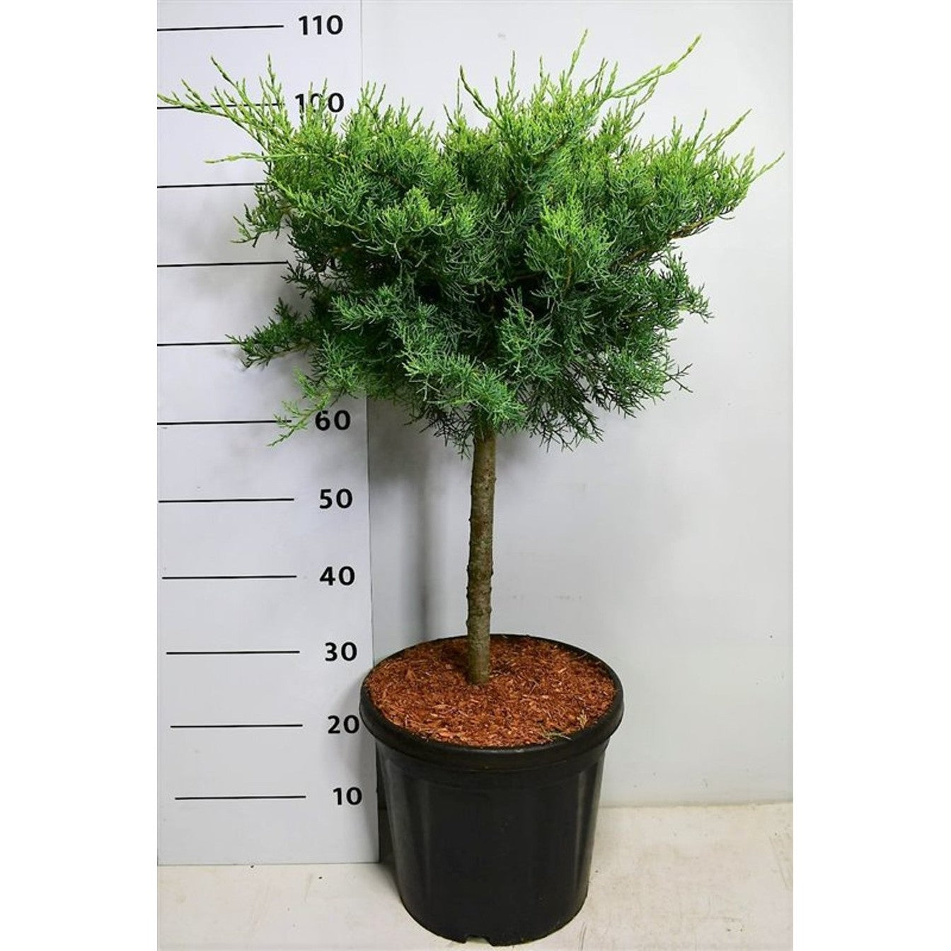 Virginsk en – Juniperus virginiana 'Grey Owl' - 40 CM Stem C12