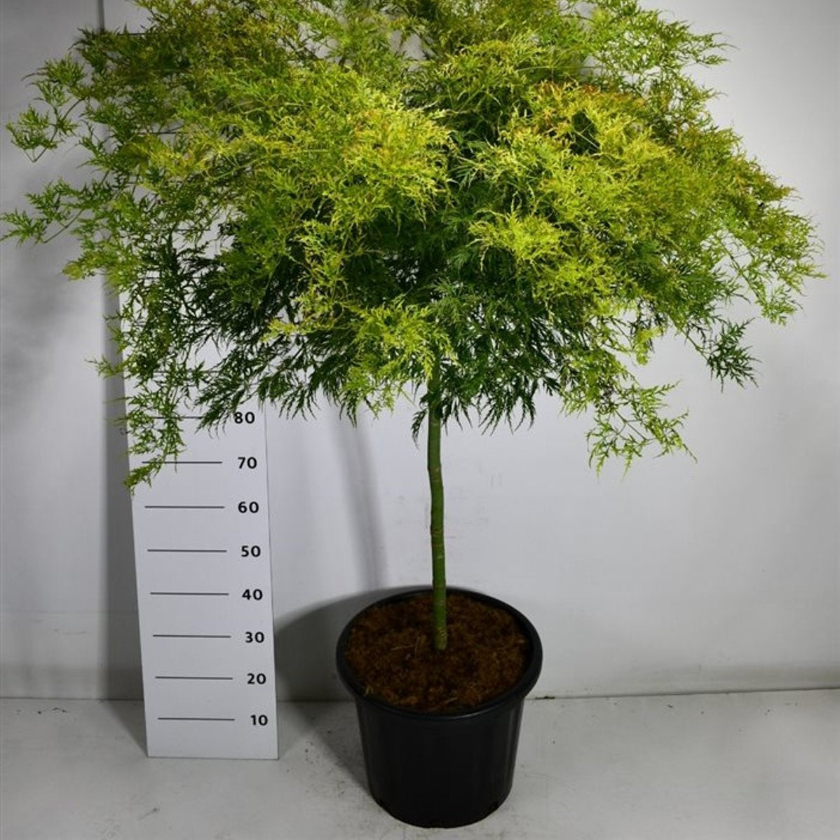 Japansk lönn – Acer pal. 'Dissectum' - 80 CM Stem C30