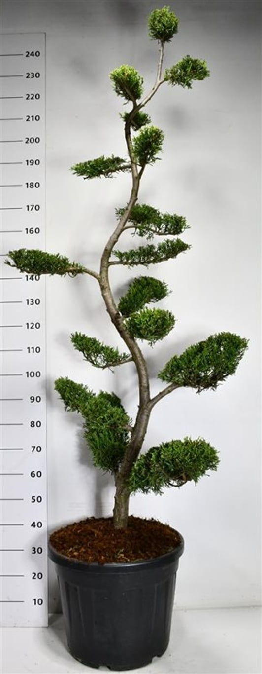 Cypresscypress – Cupressocyparis leylandii &