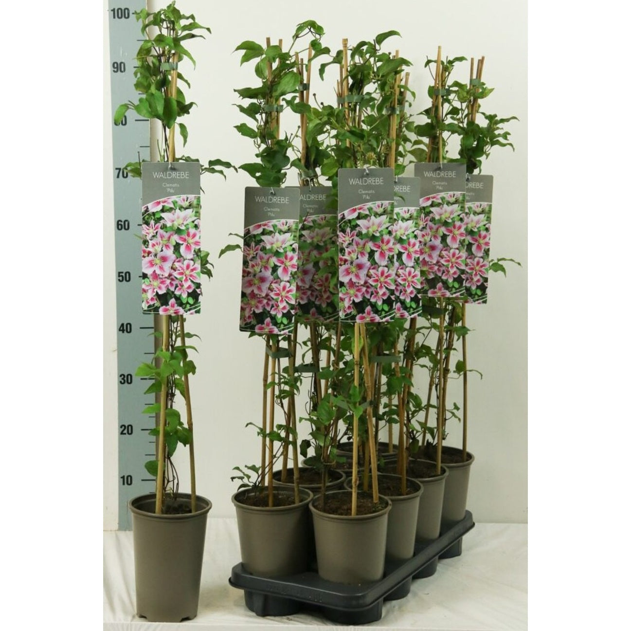 Klematis – Clematis 'Piilu' - C2 60-80 CM Stick