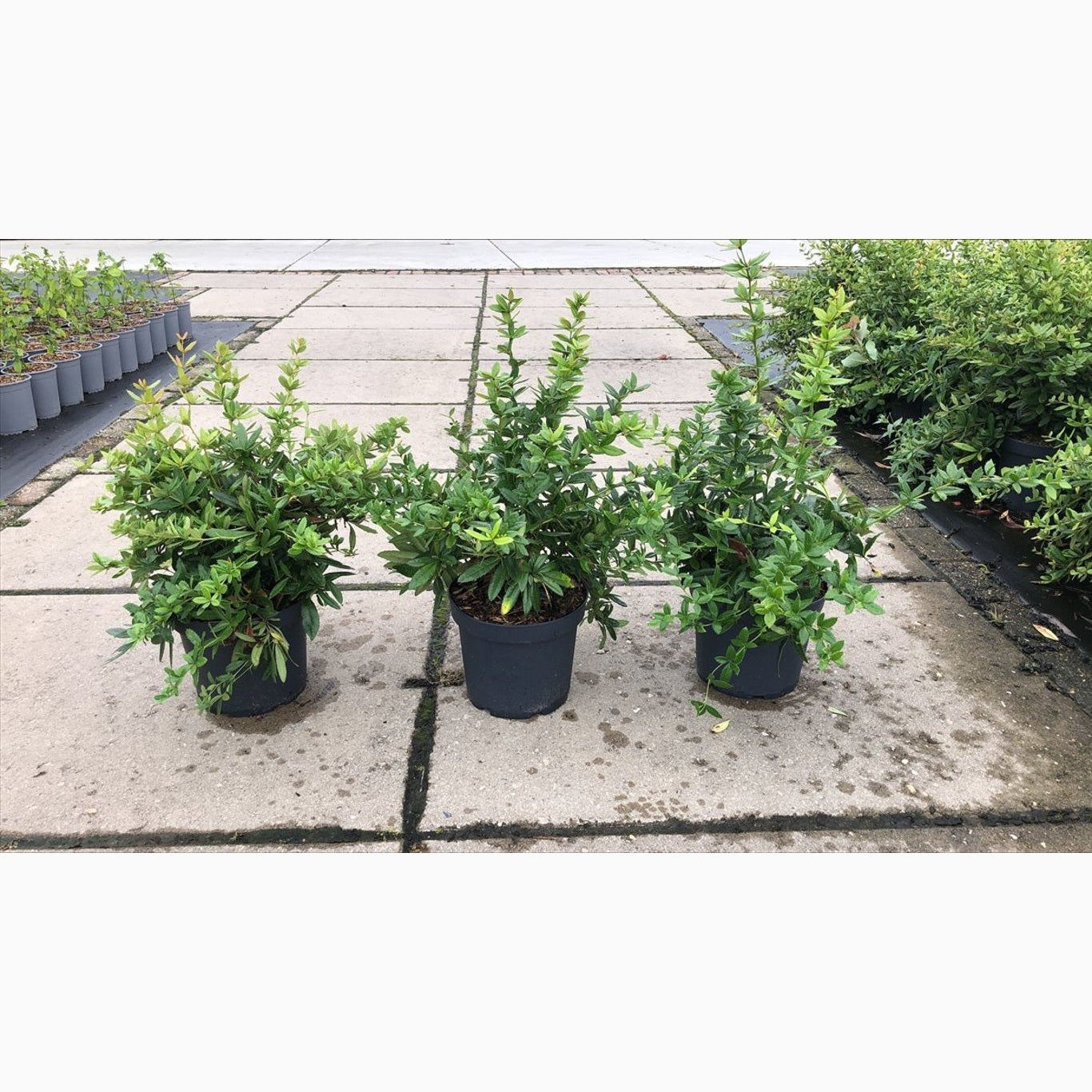 Julianae-berberis – Berberis julianae - C7,5 30/+ CM