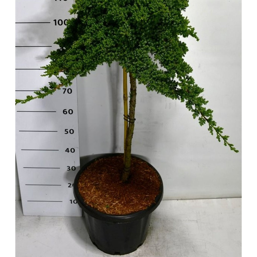Japansk trädgårds-en – Juniperus procumbens 'Nana' - C25 80 cm. Stam