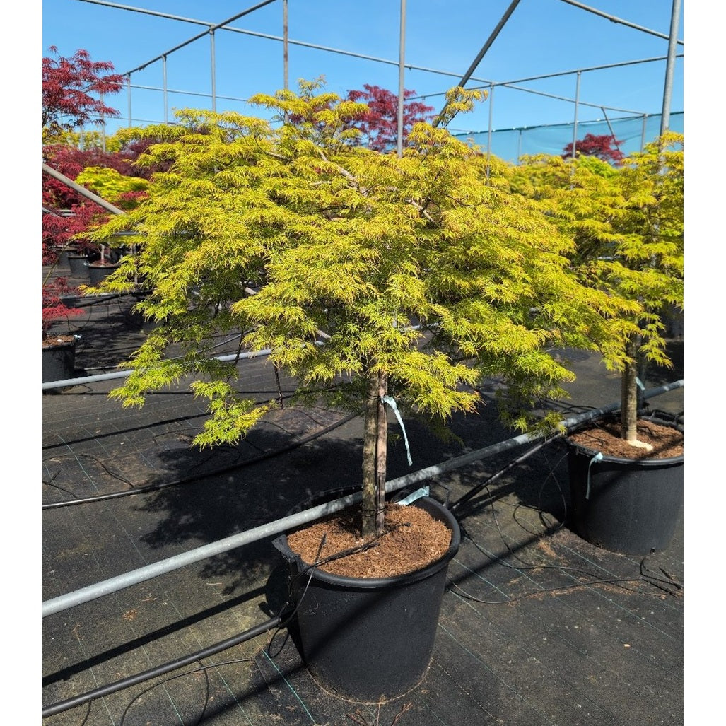 Japansk lönn – Acer pal. 'Emerald Lace' - 90 CM Stem Cont.