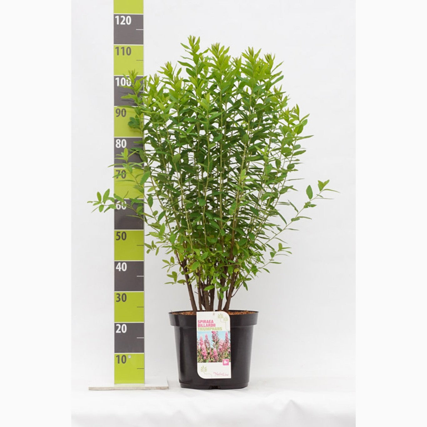 Rosenspirea – Spiraea billardii 'Triumphans' - C12 80-100 CM