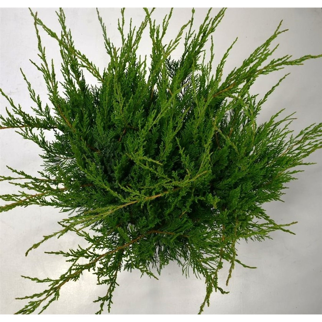 Pfitzer-en – Juniperus pfitzeriana 'Mint Julep' - C12 50-60 CM