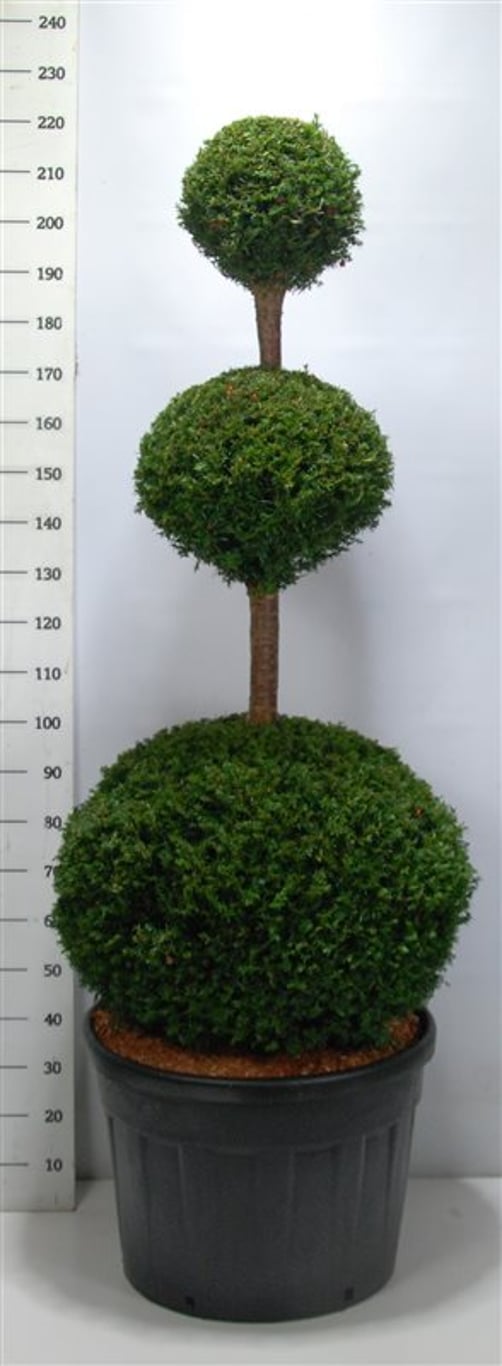 Idegran – Taxus baccata - C130 150-175 cm. Triobol
