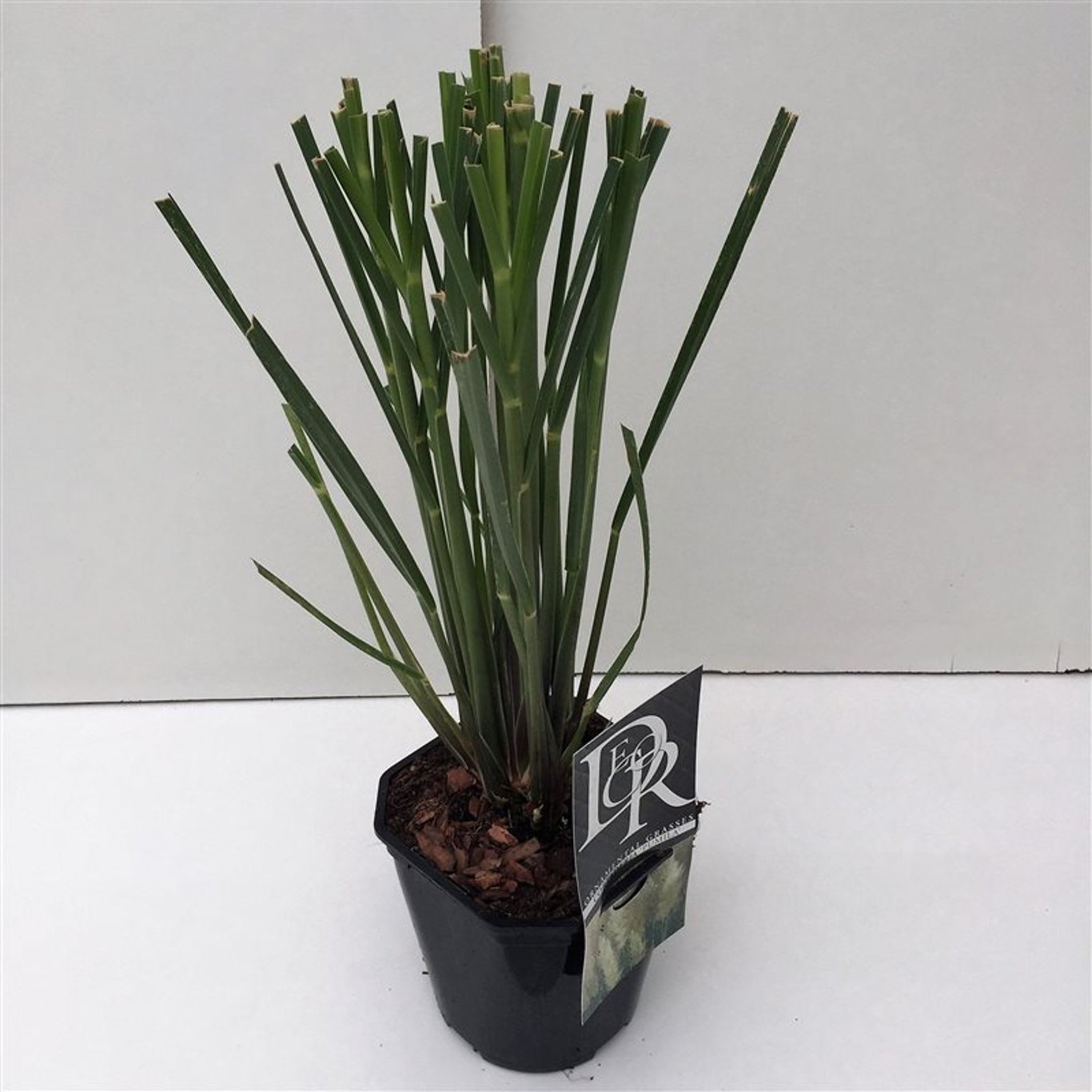 Pampasgräs – Cortaderia selloana 'Pumila' - C2