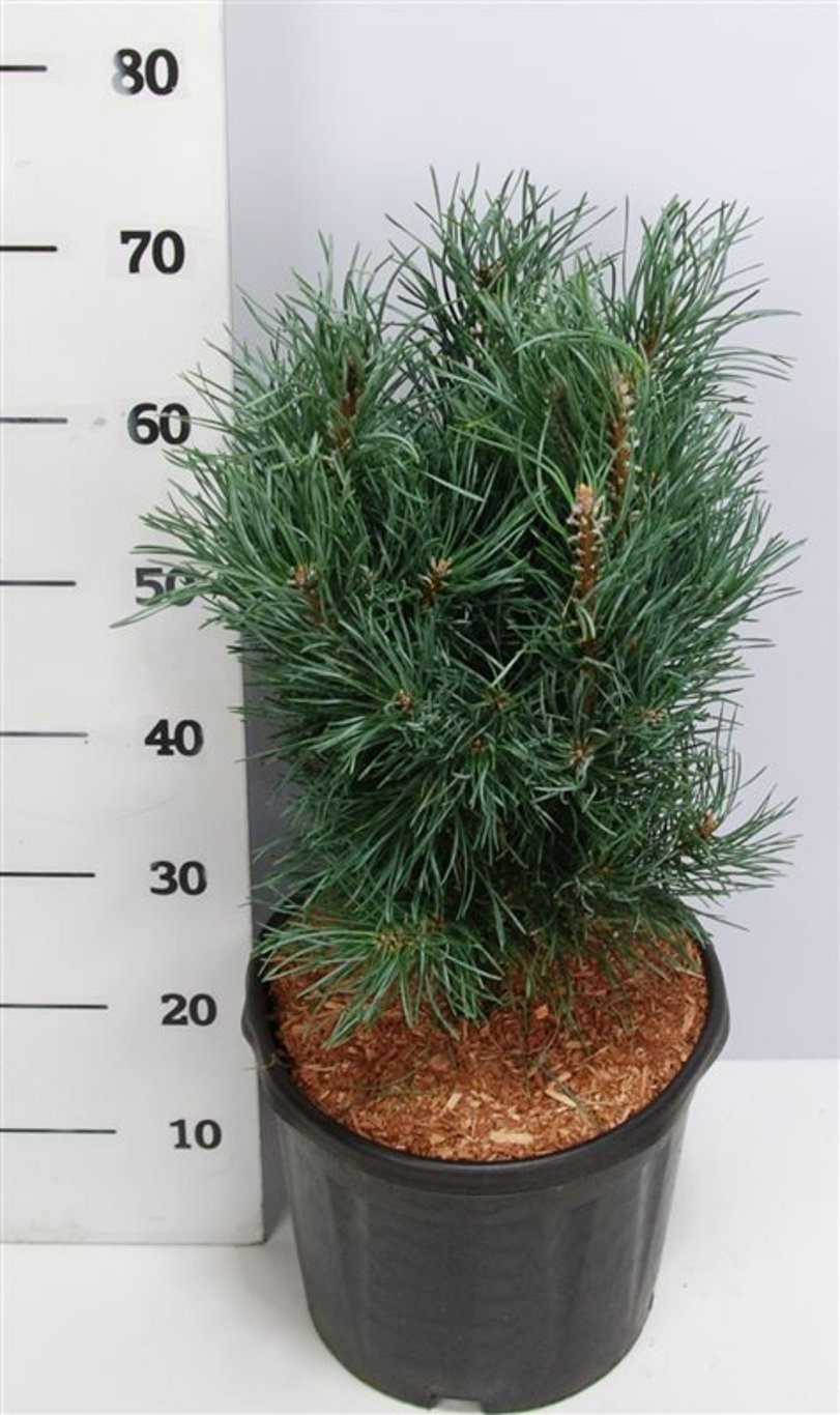 Tall – Pinus sylvestris 'Fastigiata' - C13 50-60 cm.