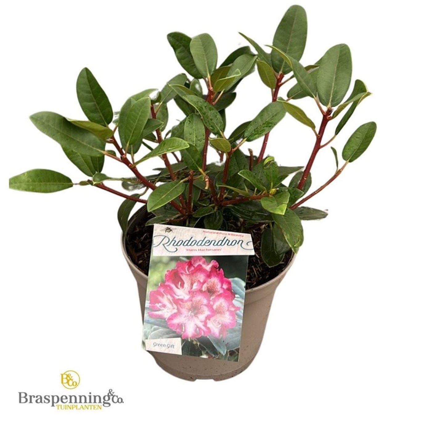 Rhododendron – Rhododendron 'Hans Hachmann'® - C5 30-40 CM