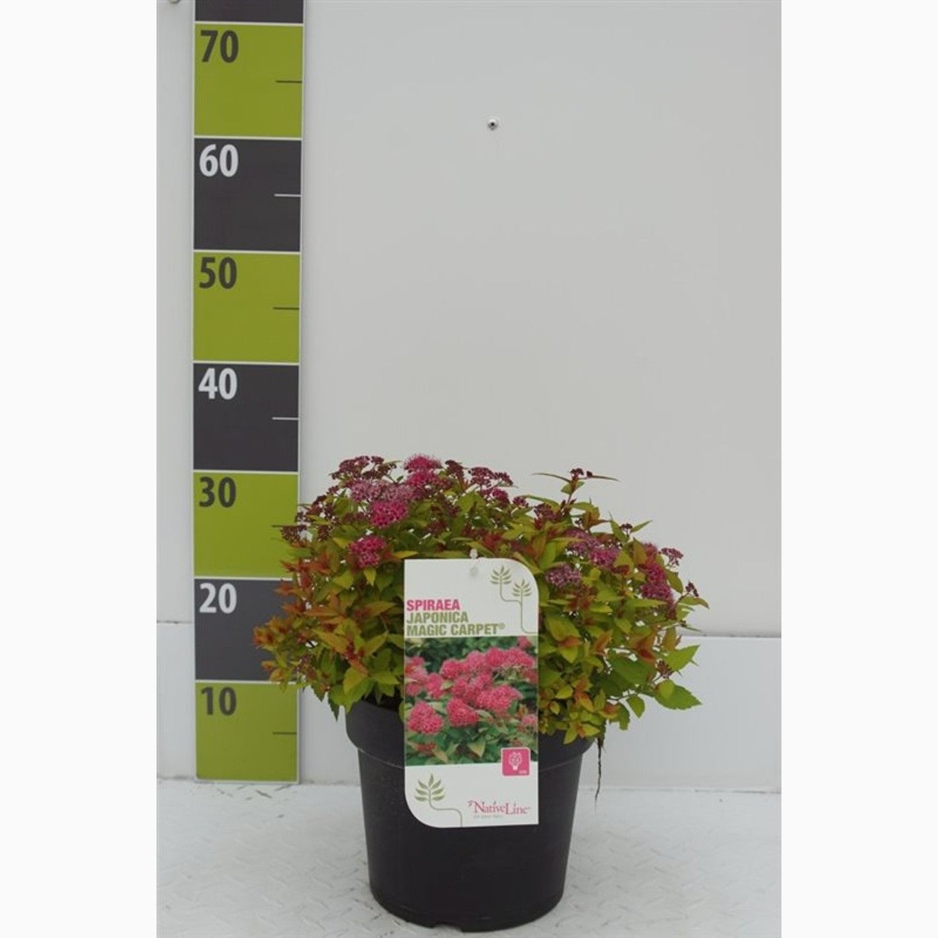 Praktspirea – Spiraea japonica 'Magic Carpet'® - C4,6 30-40 CM
