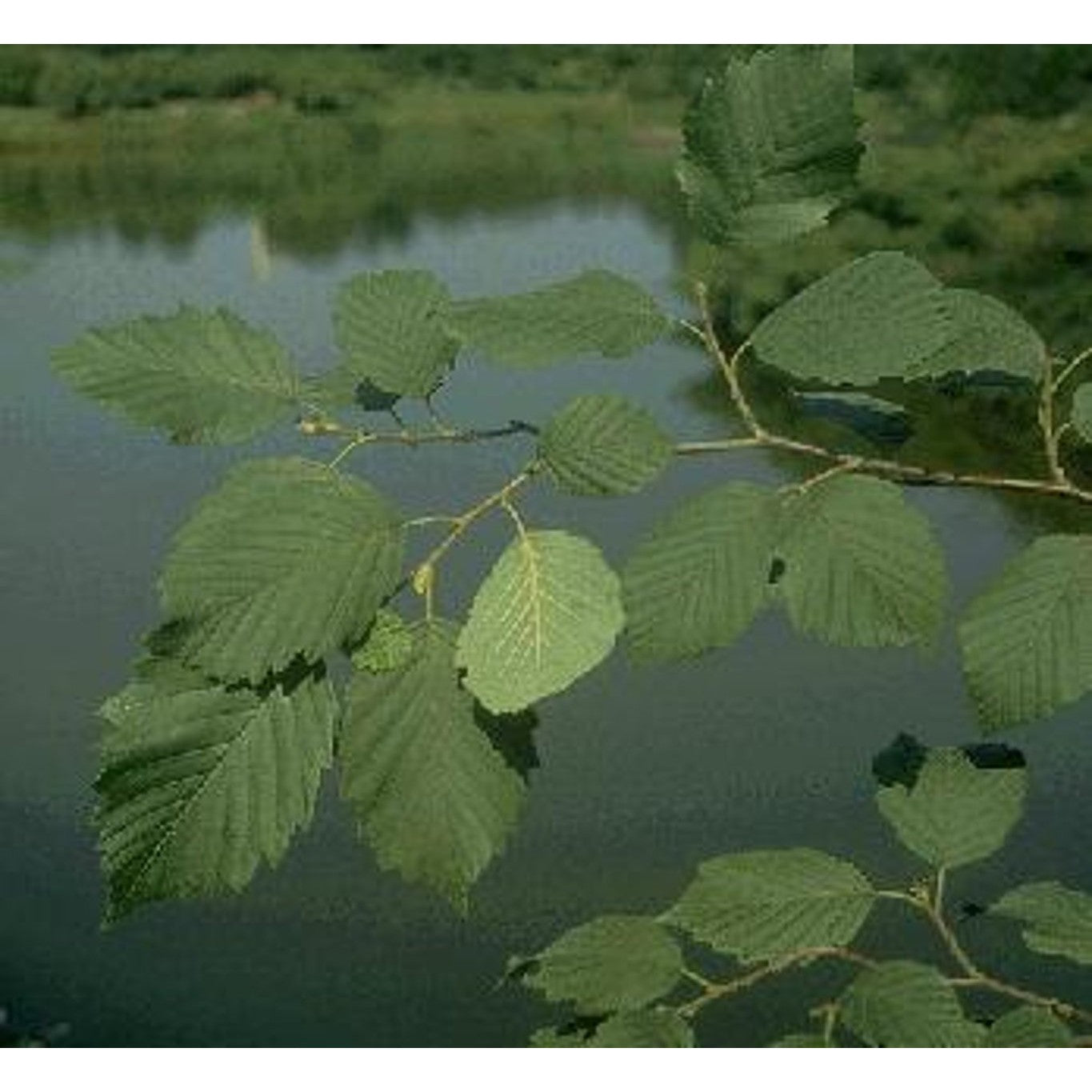 Gråal – Alnus incana - 12/14 RB