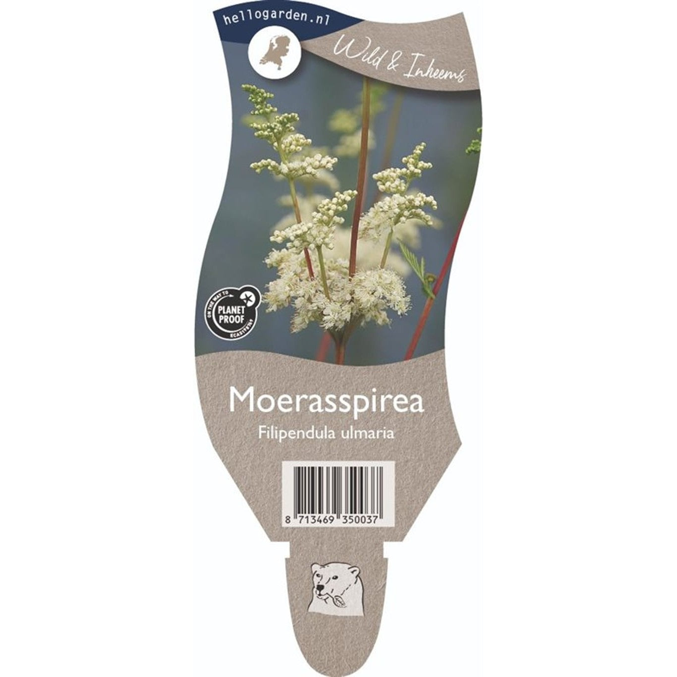 Brudspirea – Filipendula ulmaria - P11