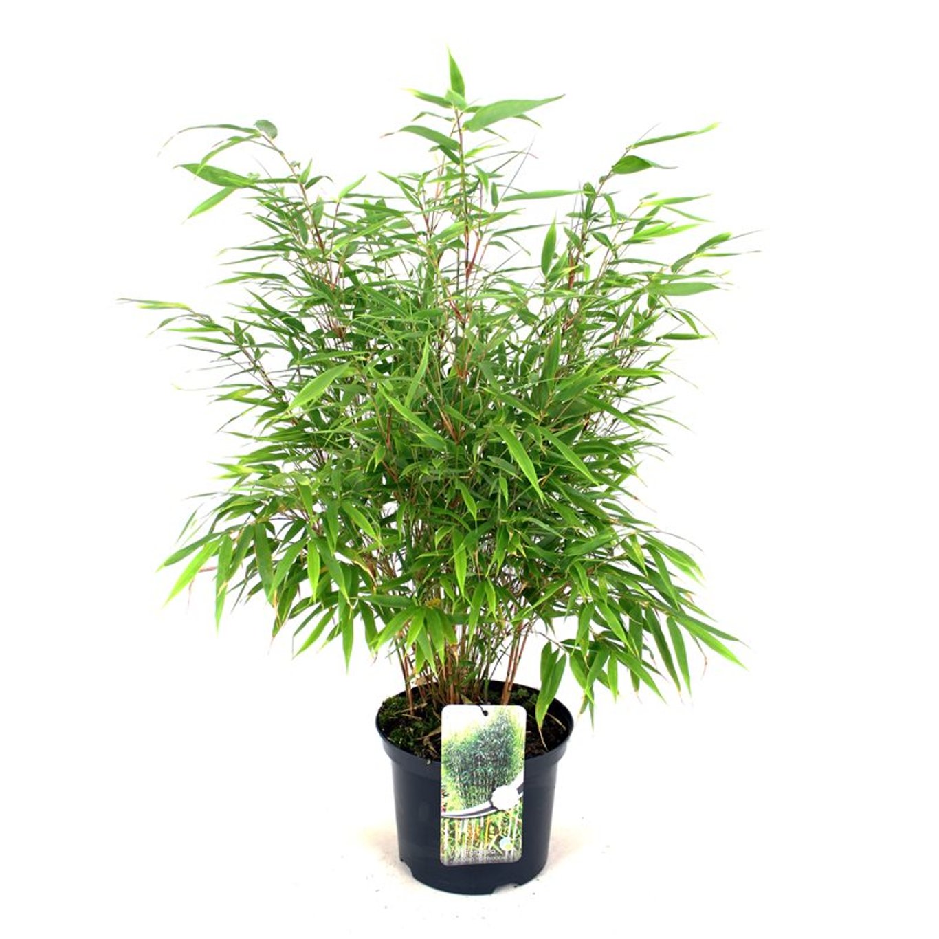 Fjäderbambu – Fargesia robusta 'Formidable' - C5 60-80 CM