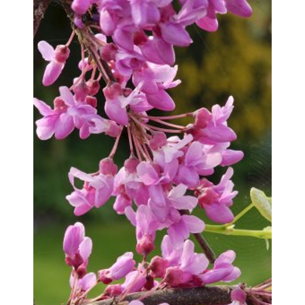 Judasträd – Cercis canadensis &