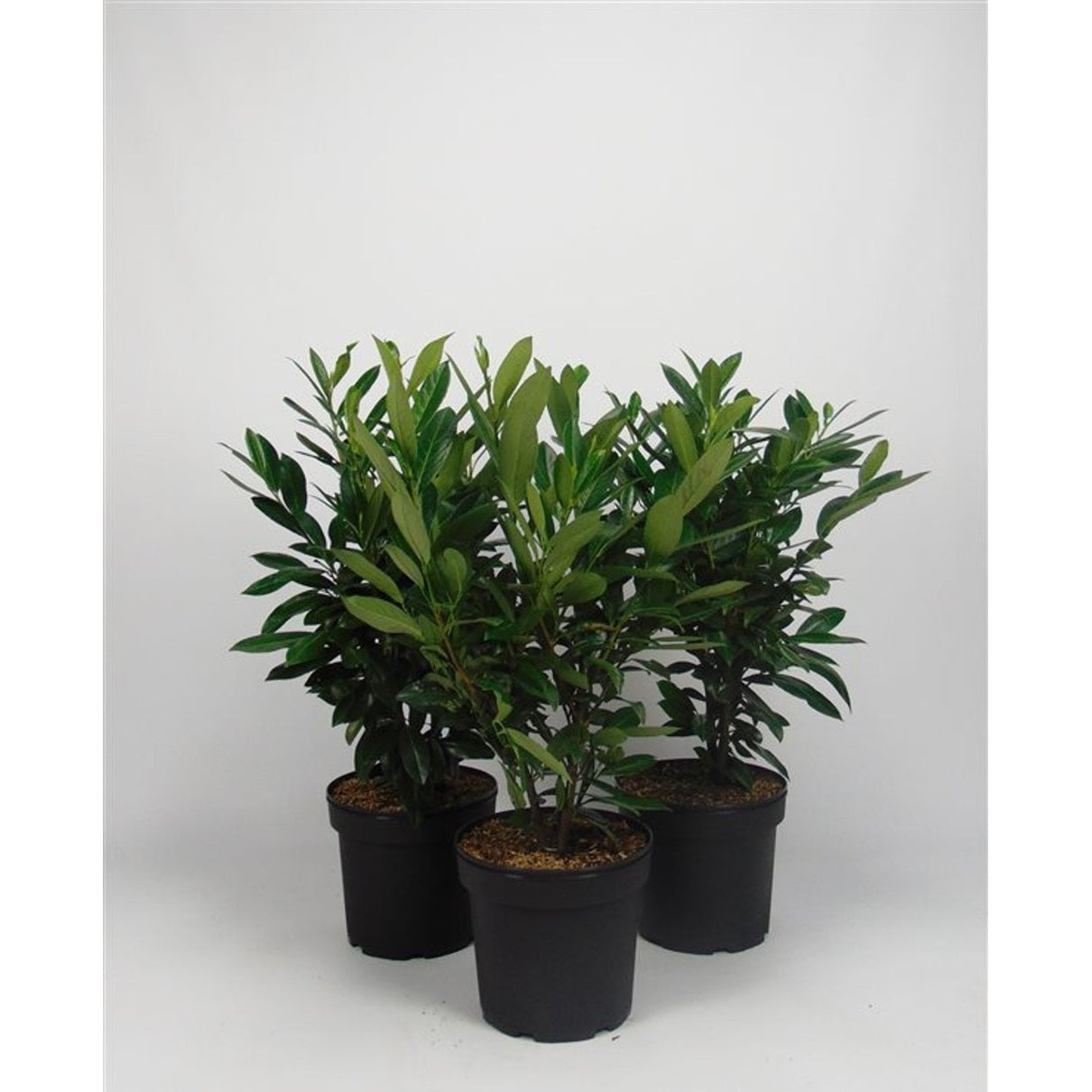 Lagerhägg – Prunus laurocerasus &