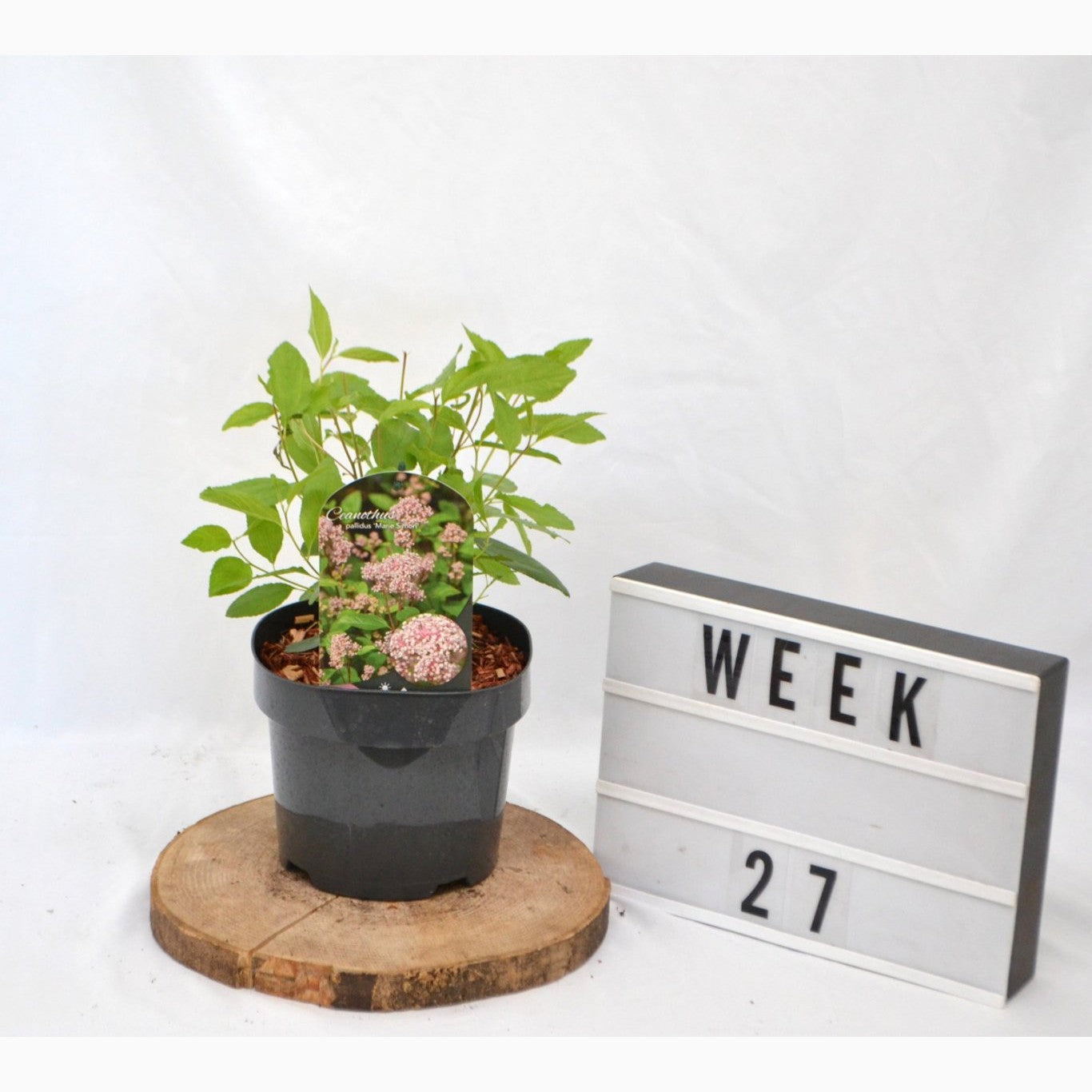 Blå Ceanothus – Ceanothus pallidus 'Marie Simon' - C3 20-40 CM