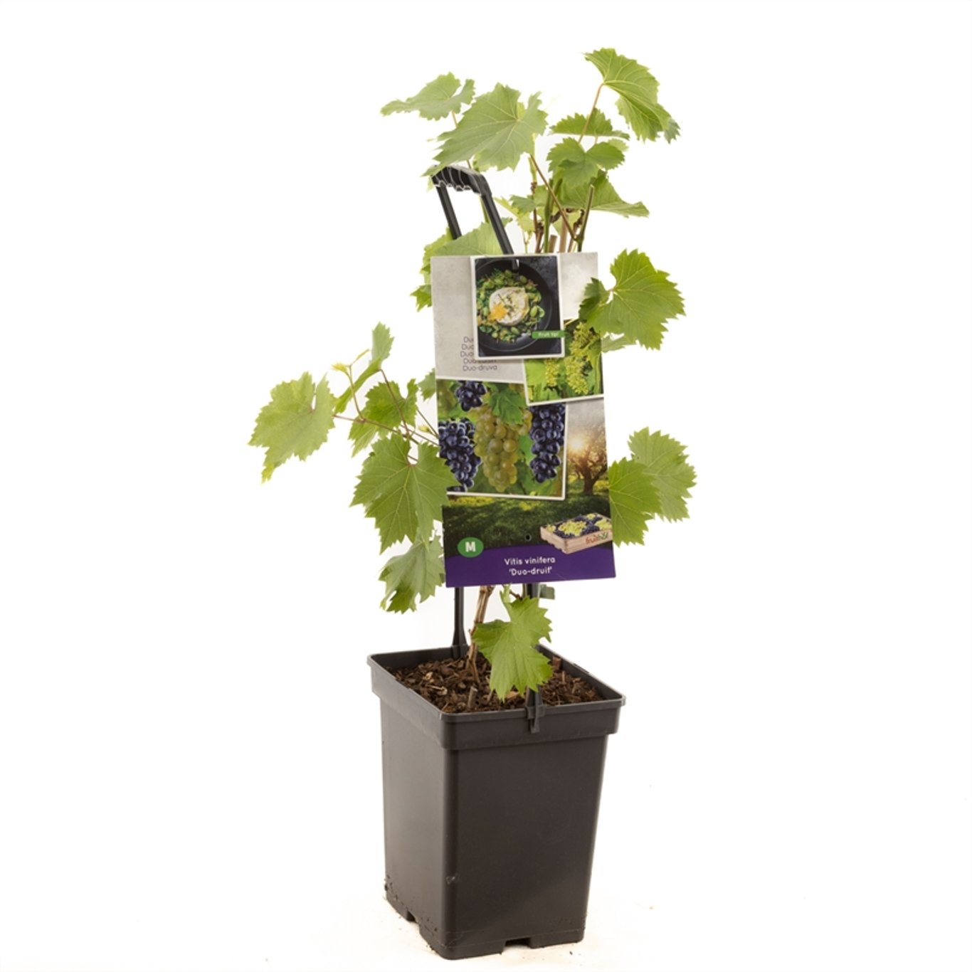 Vinranka – Vitis vinifera 'Duo Druif' - 50-60 CM Carry Handle C5