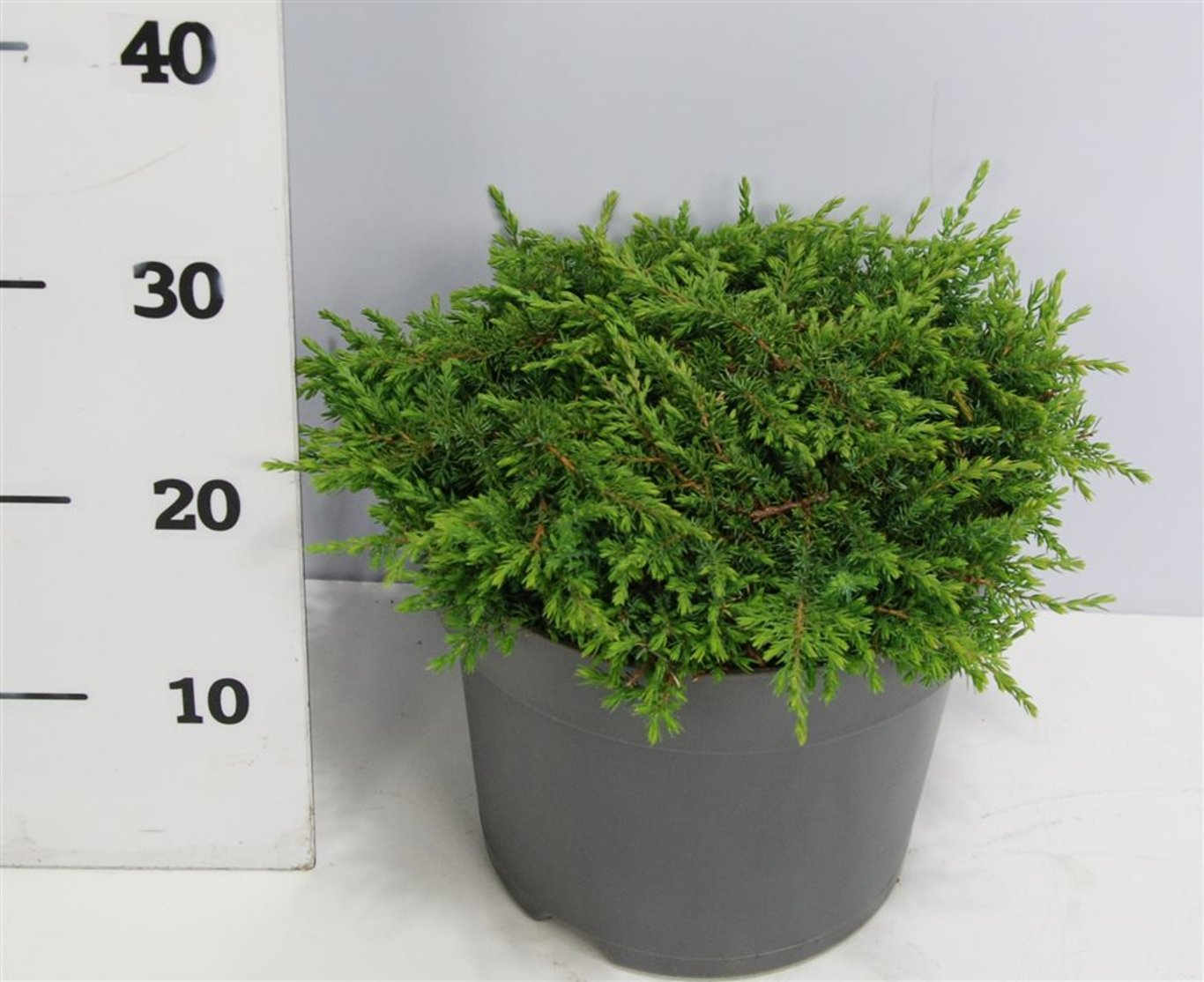 En – Juniperus communis 'Green Carpet' - C7.5 40-50 cm.