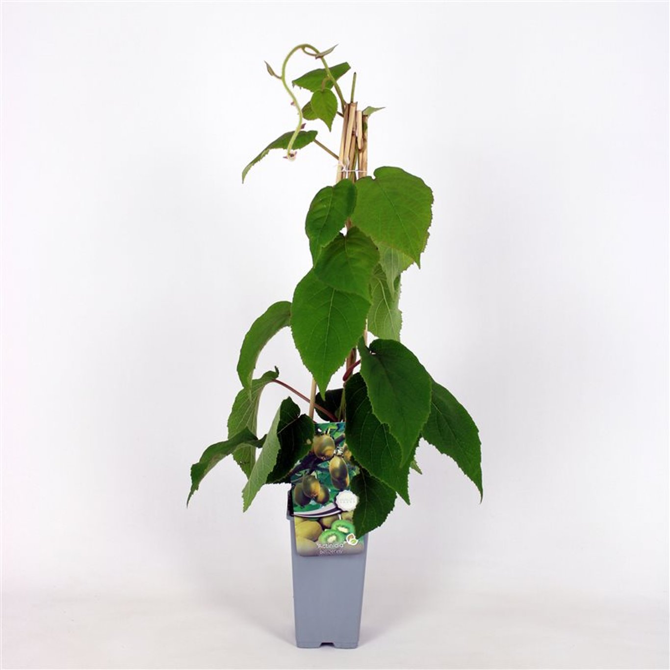 Minikiwi – Actinidia d. 'Jenny' - C2 70/+ CM