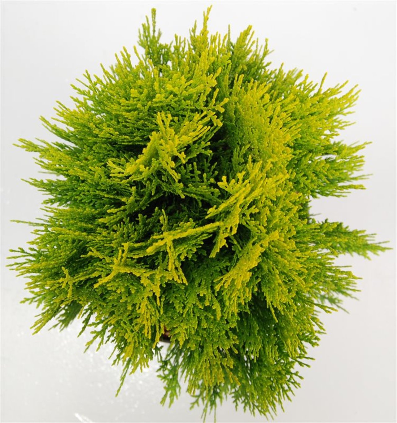 Thuja – Thuja occidentalis 'Aurea Nana' - C5 30-40 cm.