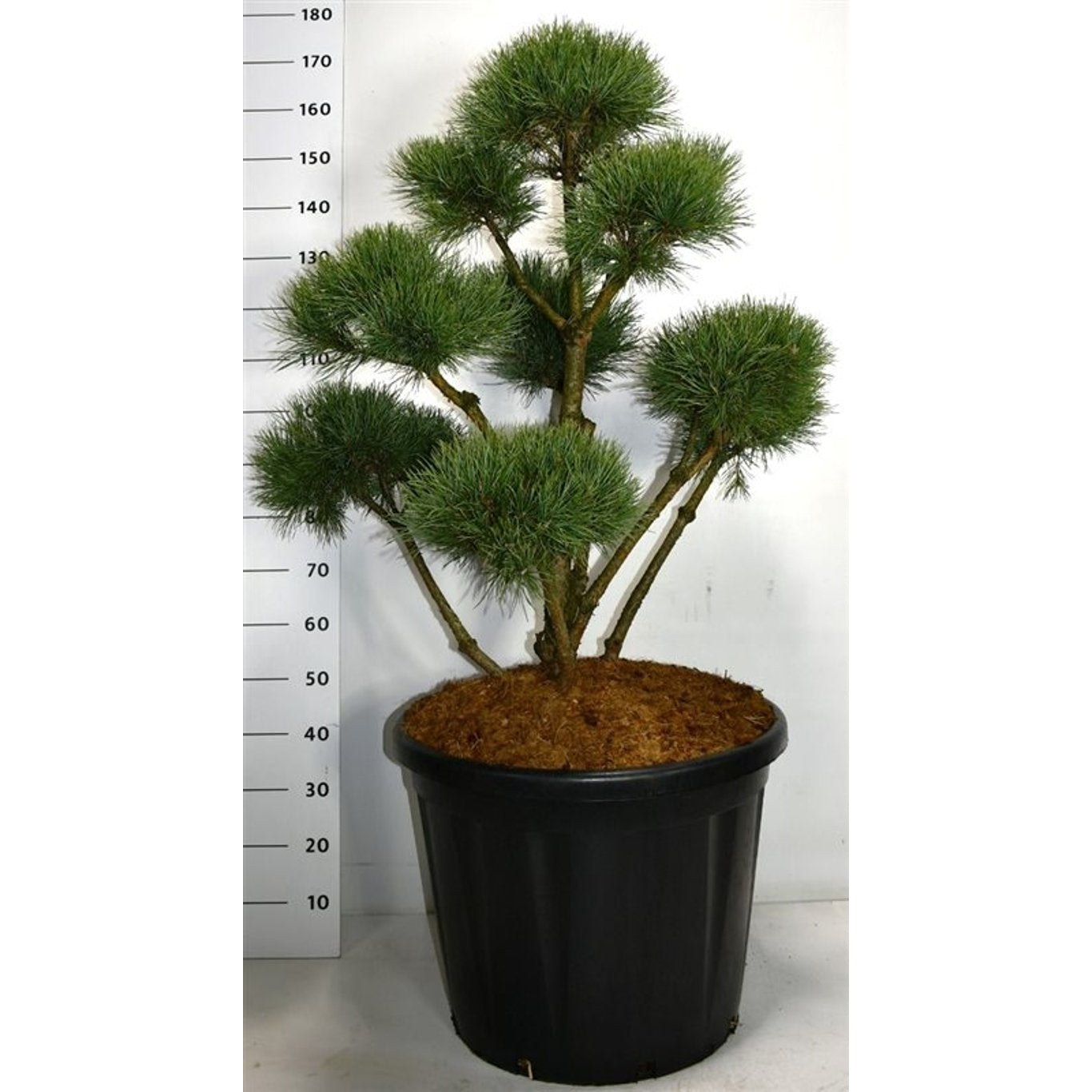 Tall – Pinus sylvestris 'Watereri' - 100-120 CM Bonsai Cont.