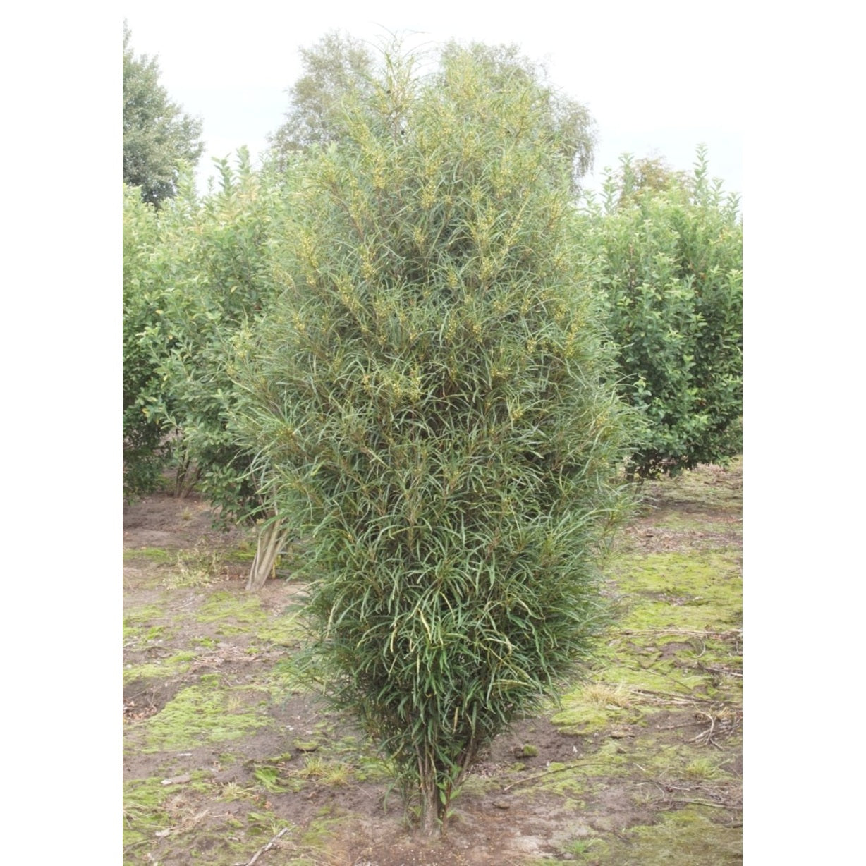 Brakved – Frangula alnus 'Fine Line'® - 125-150 CM WRB