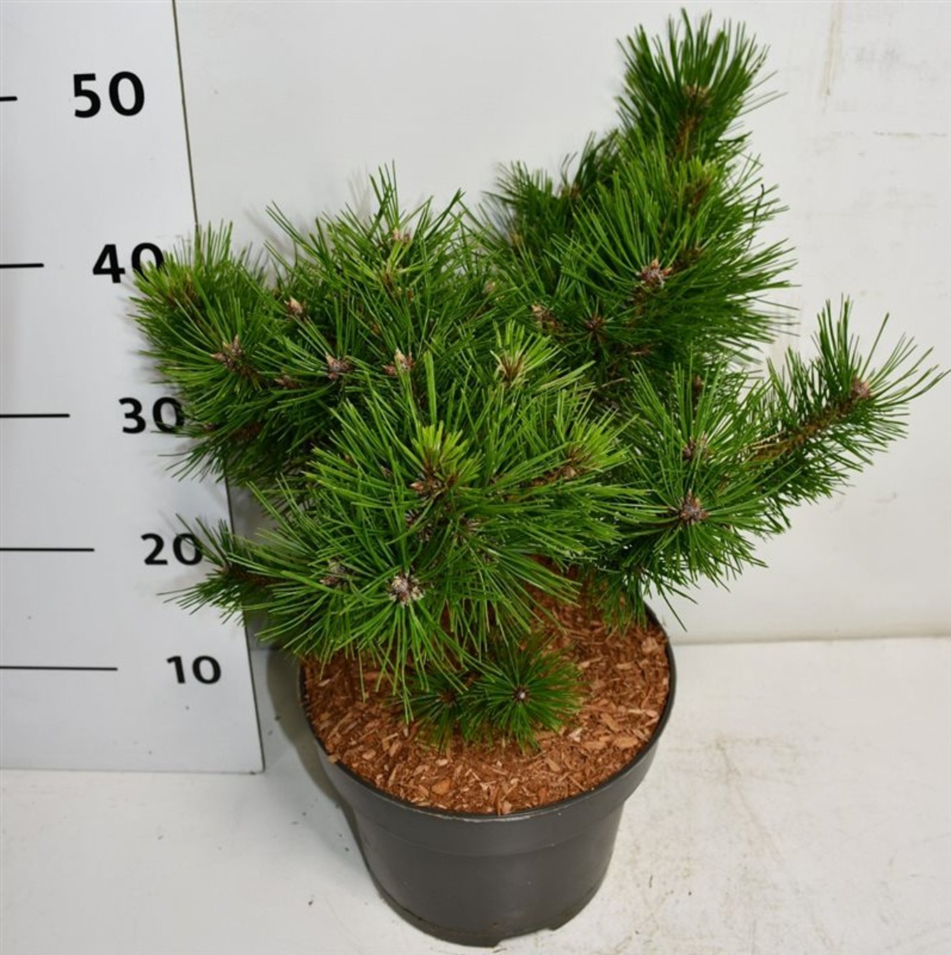 Svarttall – Pinus densiflora &