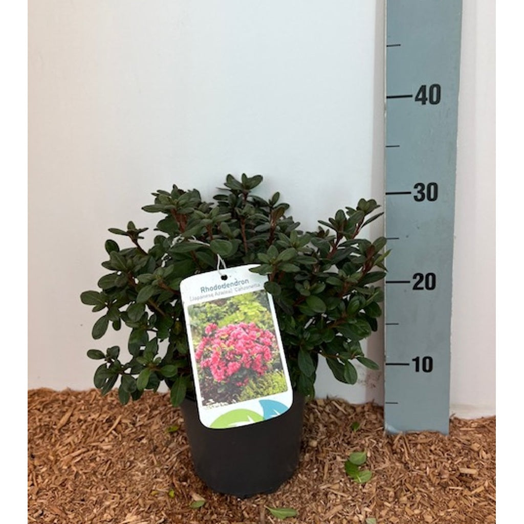 Rhododendron – Rhododendron (AZ); 'Canzonetta' - C2 20-25 CM