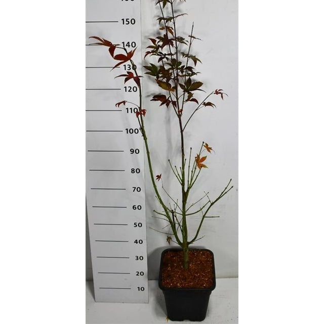 Japansk lönn – Acer palmatum 'Osakazuki' - C15 125-150 cm.