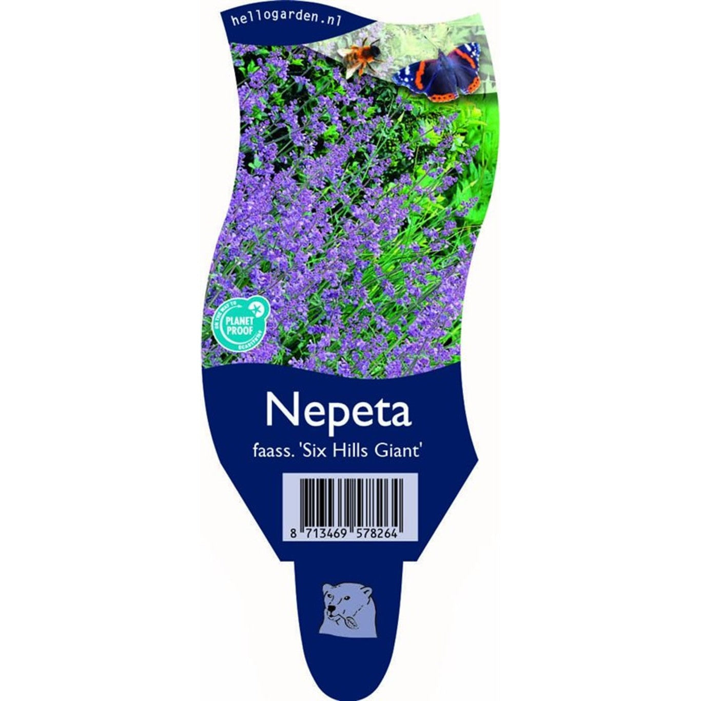 Kantnepeta – Nepeta 'Six Hills Giant' - P11