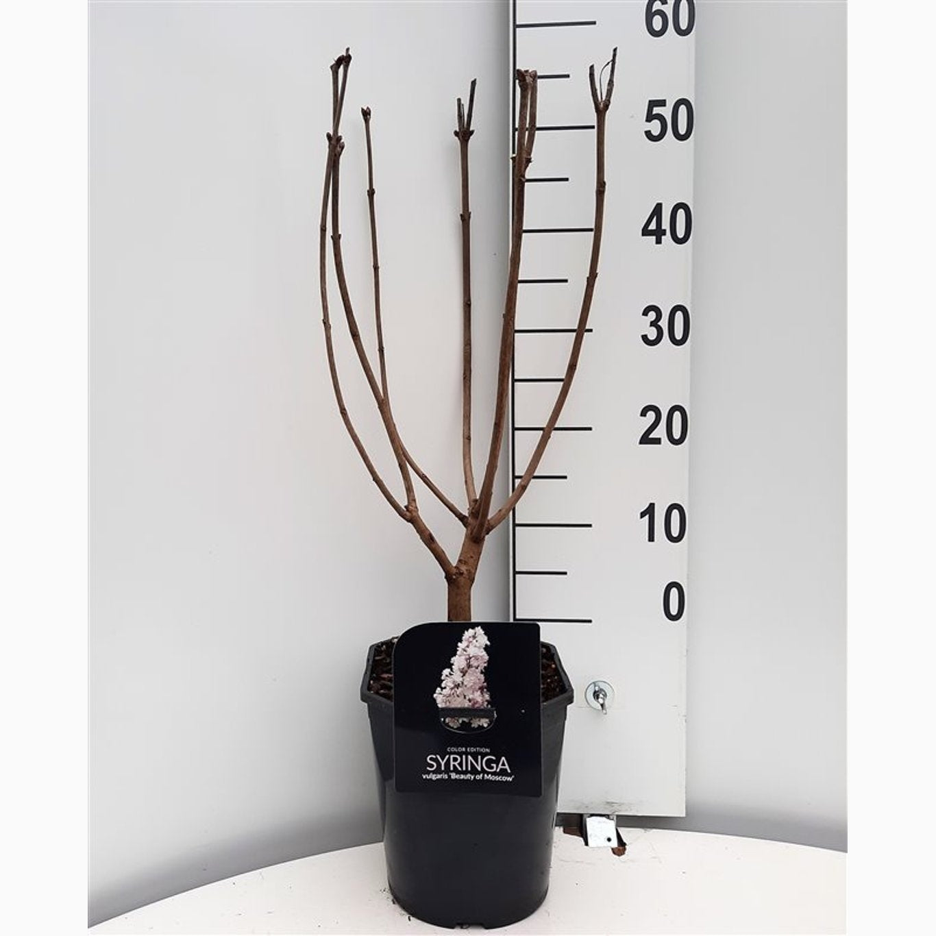 Syren (V); – Syringa vulgaris 'Beauty of Moscow' - C5 50-60 CM