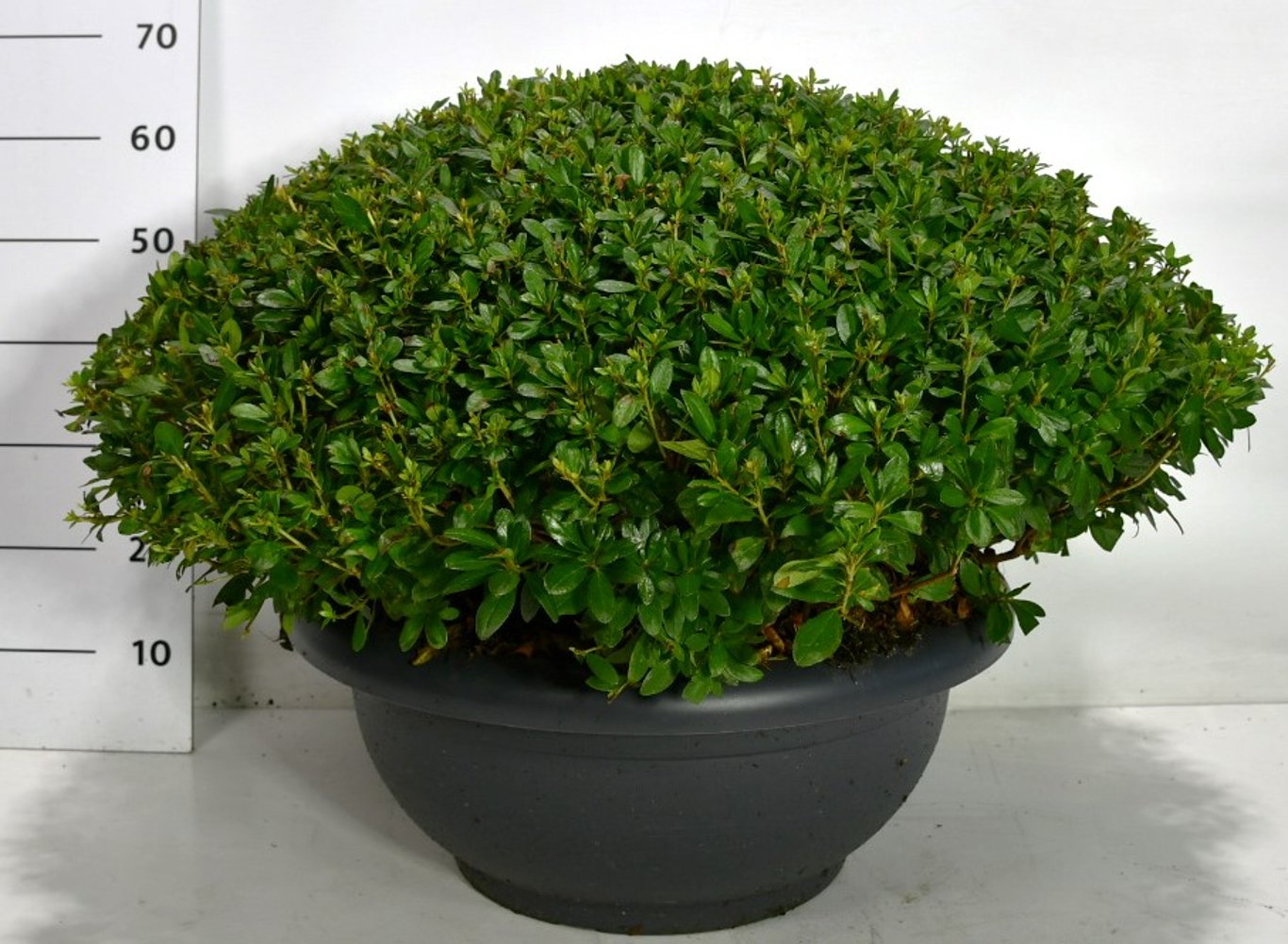 Rhododendron – Rhododendron 'Sylvester' - C60 80-90 cm. Bol Plateau