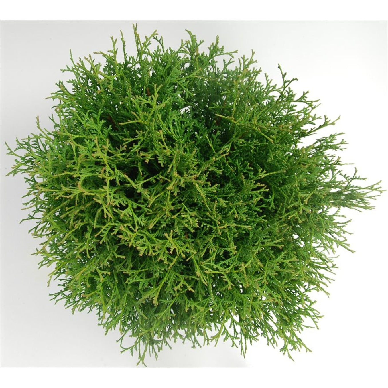 Thuja – Thuja occidentalis 'Tiny Tim' - C7.5 40-50 cm.