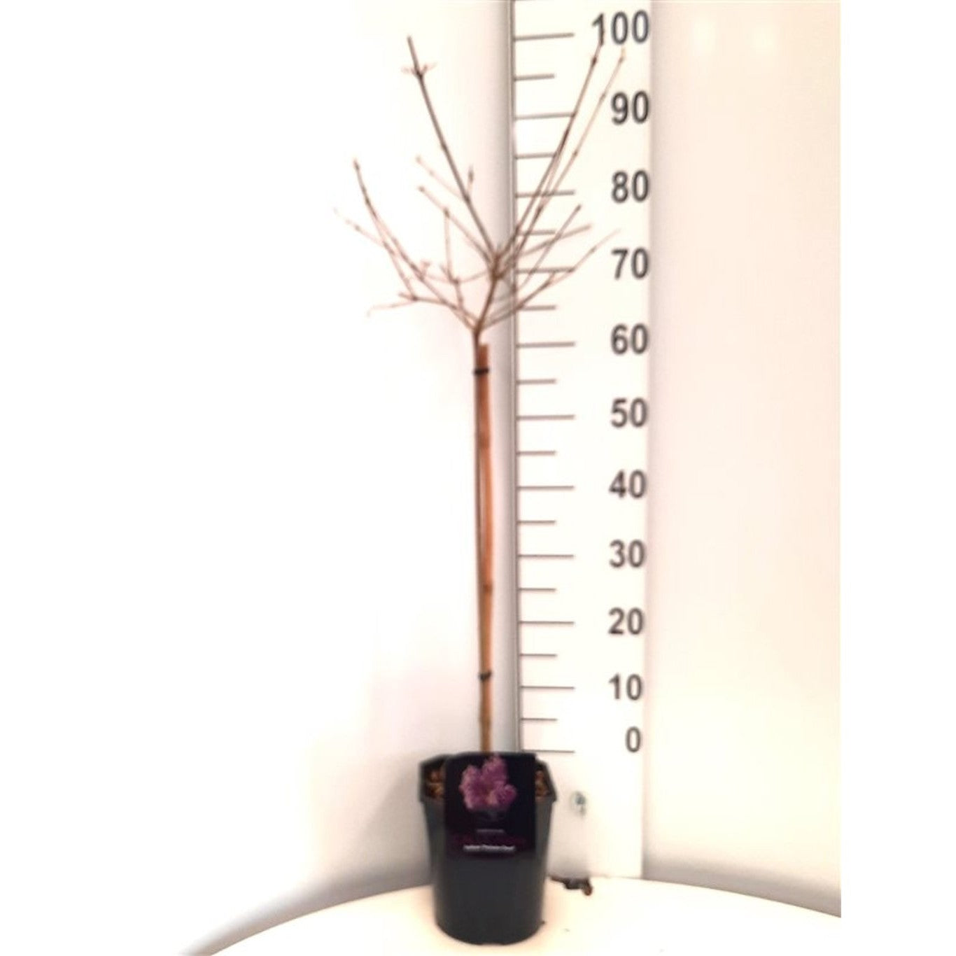 Skönhetsbär – Callicarpa bodinieri 'Profusion' - 60 CM Stem C5 - 2yr Crown