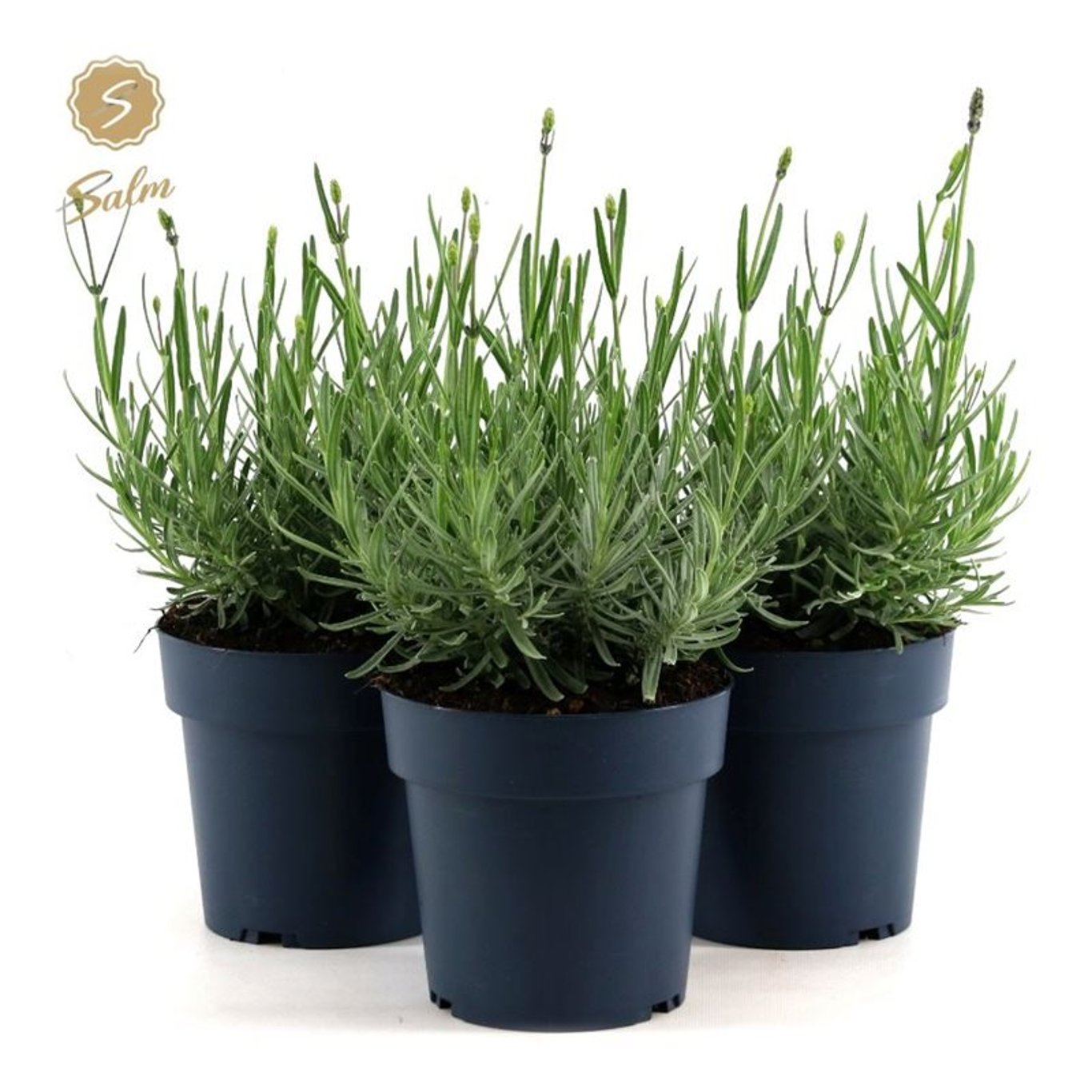 Lavendel – Lavandula angustifolia 'Felice' - C1,5