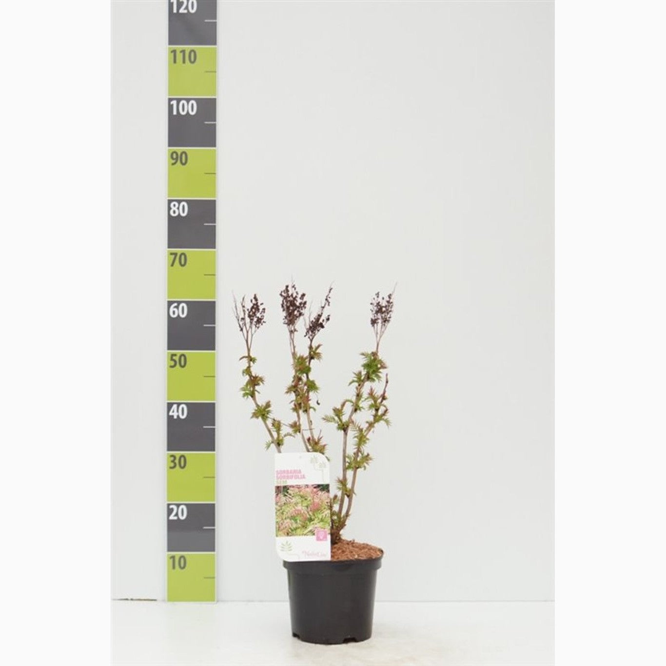 Rönnspirea – Sorbaria sorbifolia 'Sem' - C3 30-40 CM