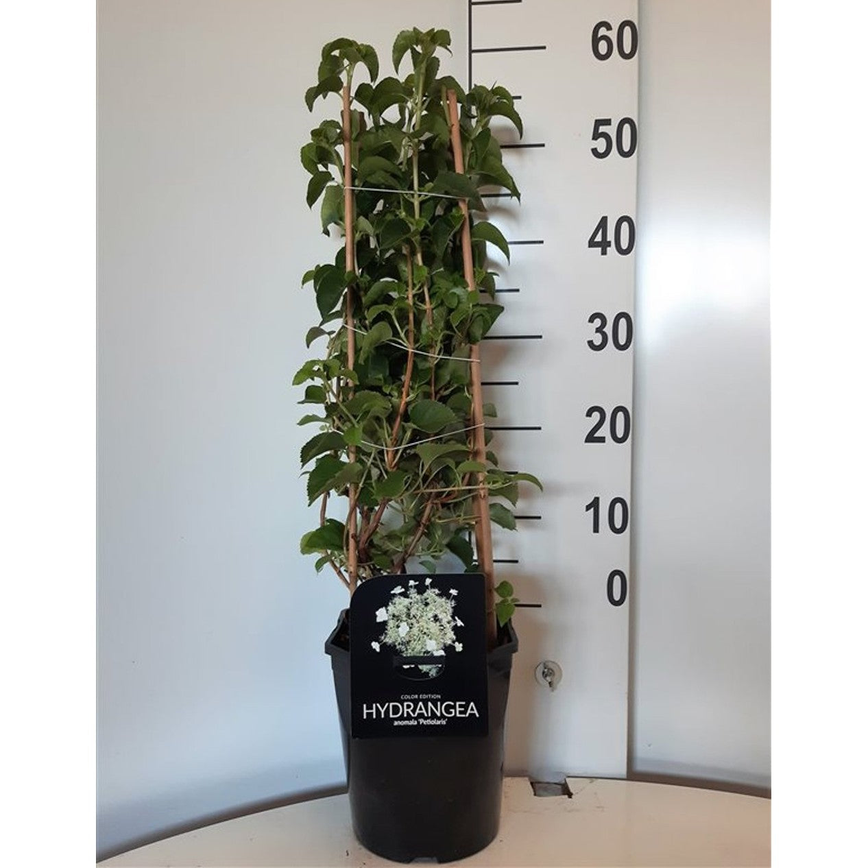 Hortensia – Hydrangea arborescens 'Pink Percussion' - C5 50-60 CM